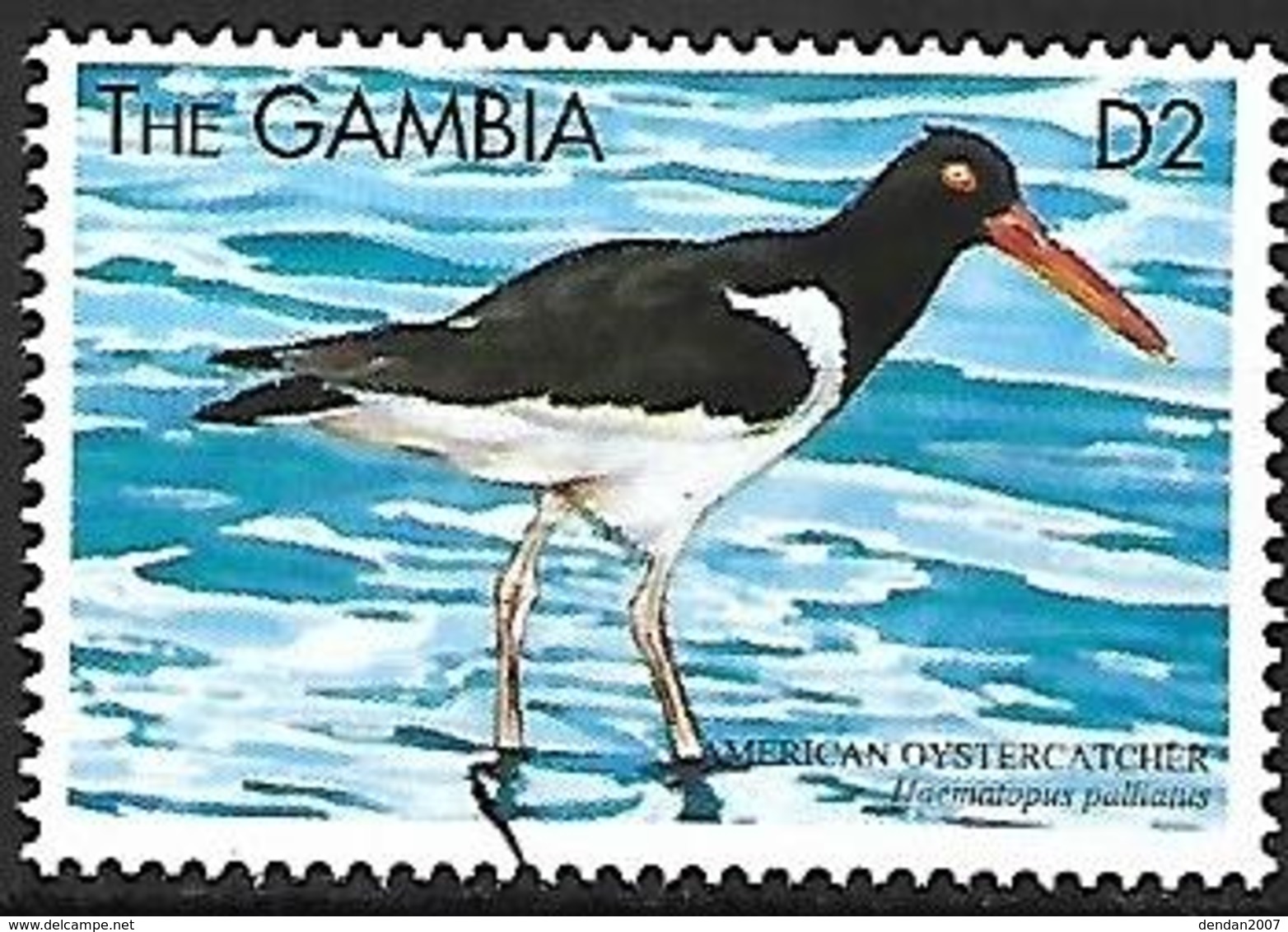 GAMBIA - MNH - 1999 : American Oystercatcher  -  Haematopus Palliatus - Andere & Zonder Classificatie