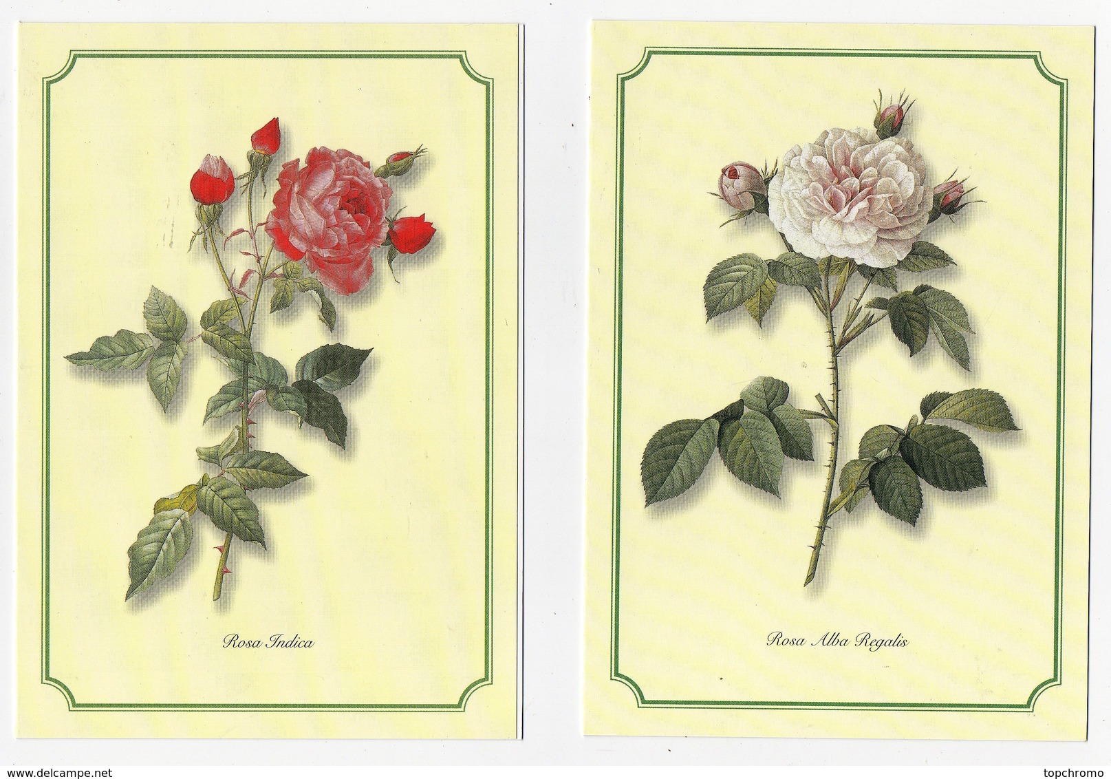 CPM Pierre Joseph Redouté Fleurs Roses Rosa Indica Alba Regalis Bifera Officinalis Gallica Regalis Editions Ivoire (4 Ca - Flores