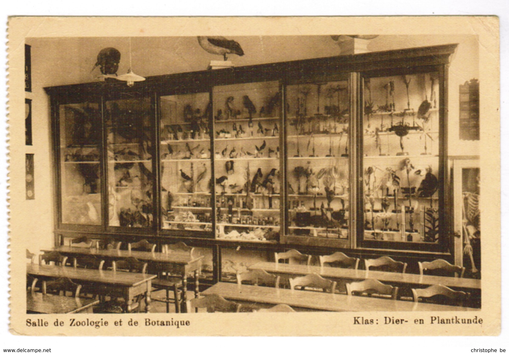 Brussel, Bruxelles, Universiteit, Université, Salle De Zoologie Et De Botanique, Klad Dier En Plantkinde (pk63545) - Enseignement, Ecoles Et Universités