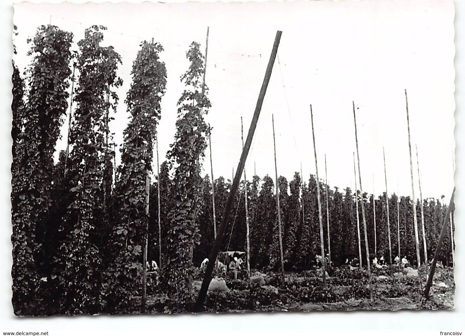 POPERINGE CULTURE DU HOUBLON.     N°2    Biere.   Voir Etat * - Poperinge