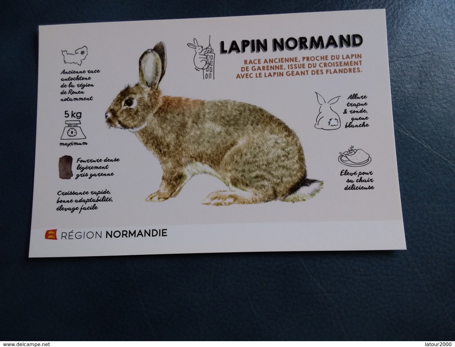 LAPIN NORMAND NORMANDIE - Autres & Non Classés
