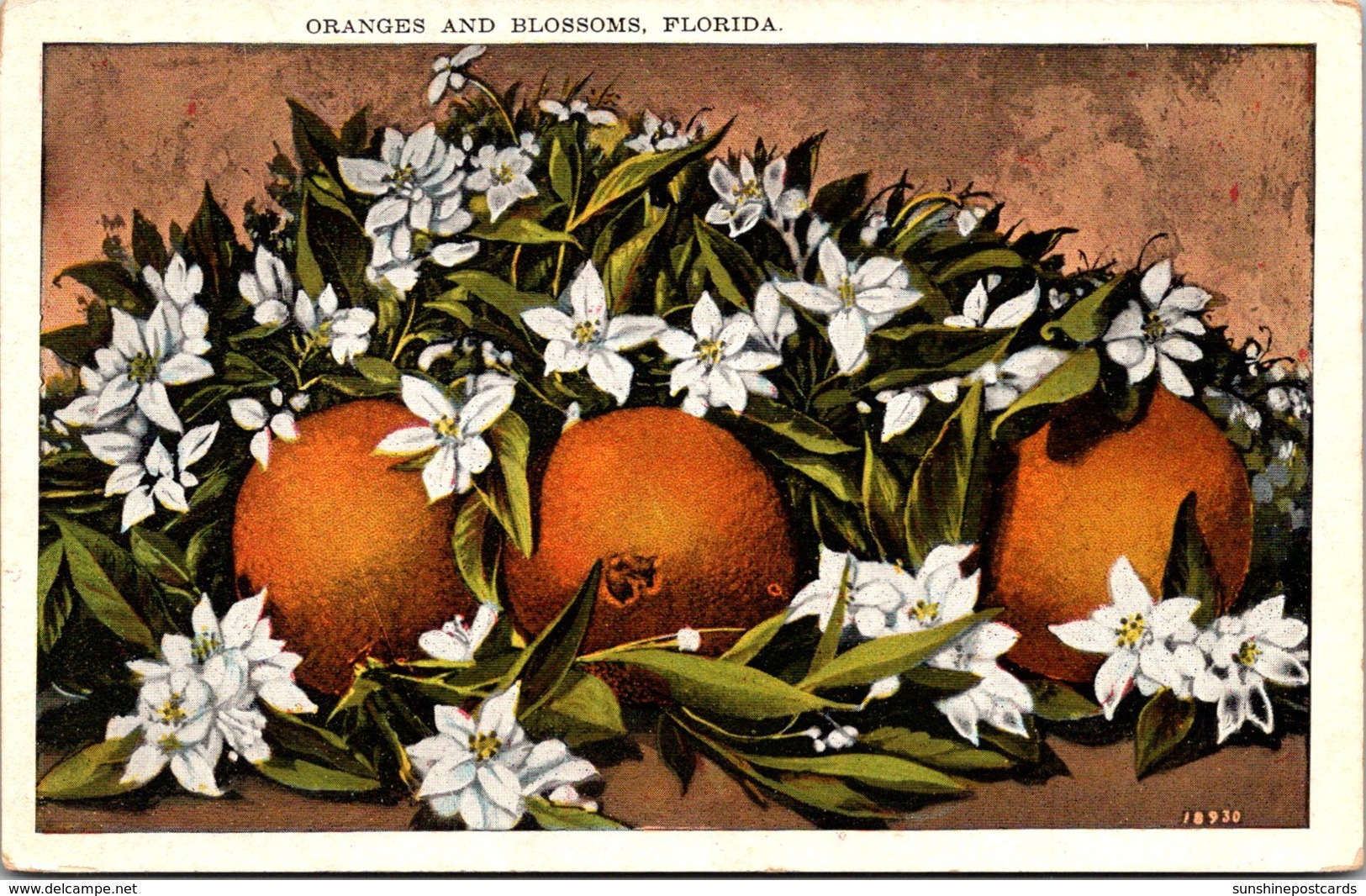 Florida Oranges And Blossoms - Other & Unclassified