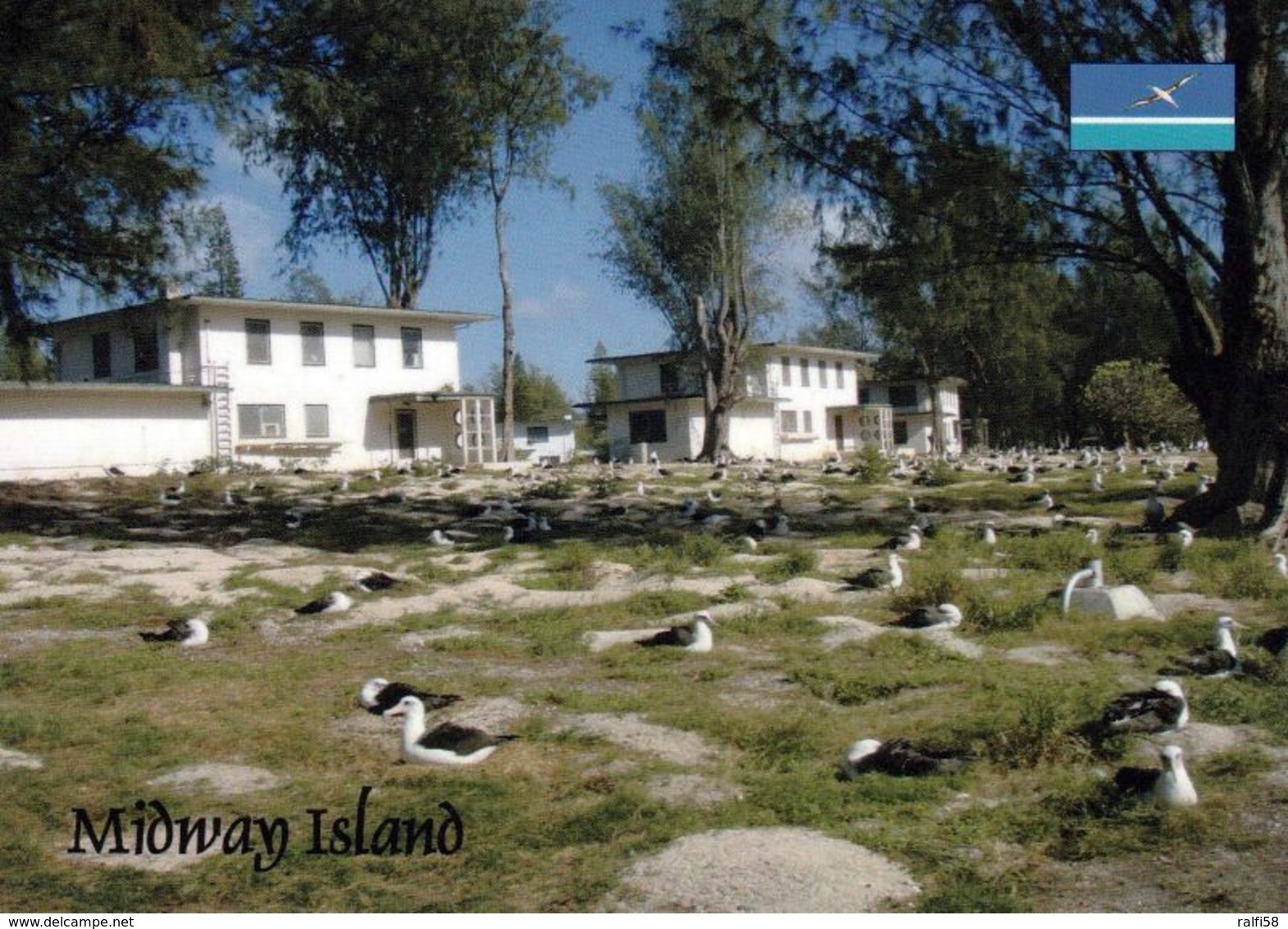 1 AK Midway-Atoll * Albatrosse Auf Midway - Ein Außengebiet Der USA Im Nördlichen Pazifik * - Midway Islands