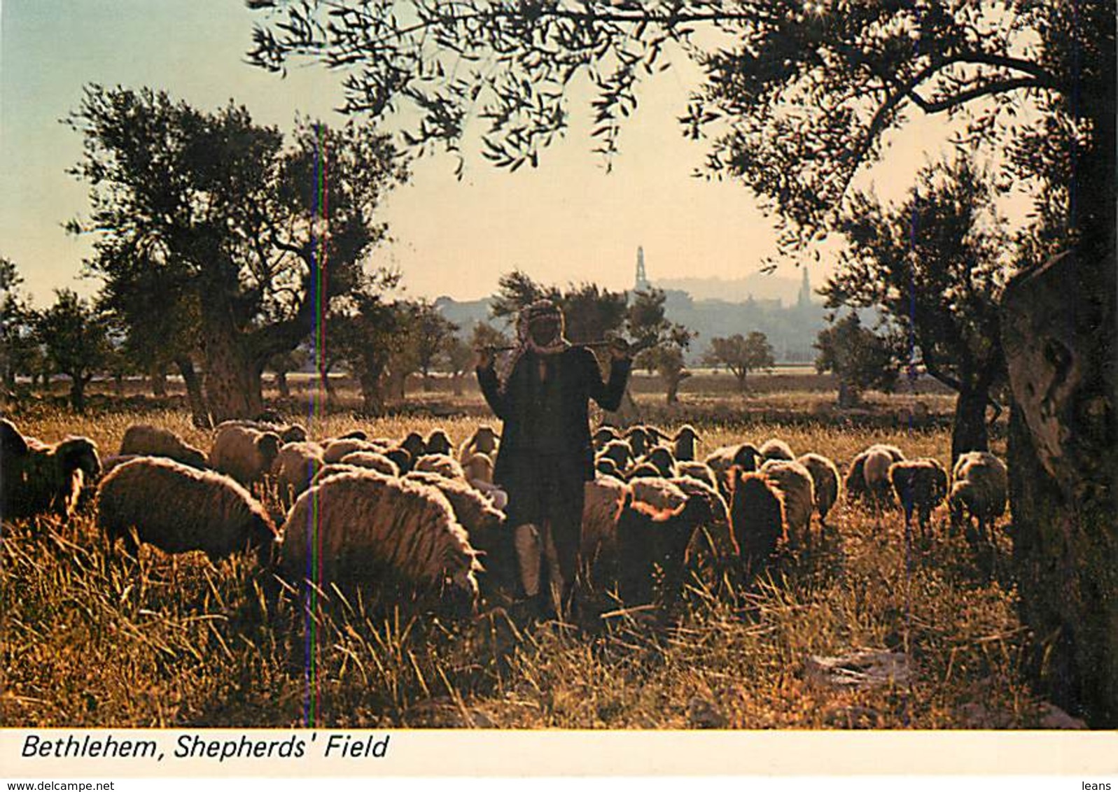 BETHLEHEM - Shepherds' Field - Israel