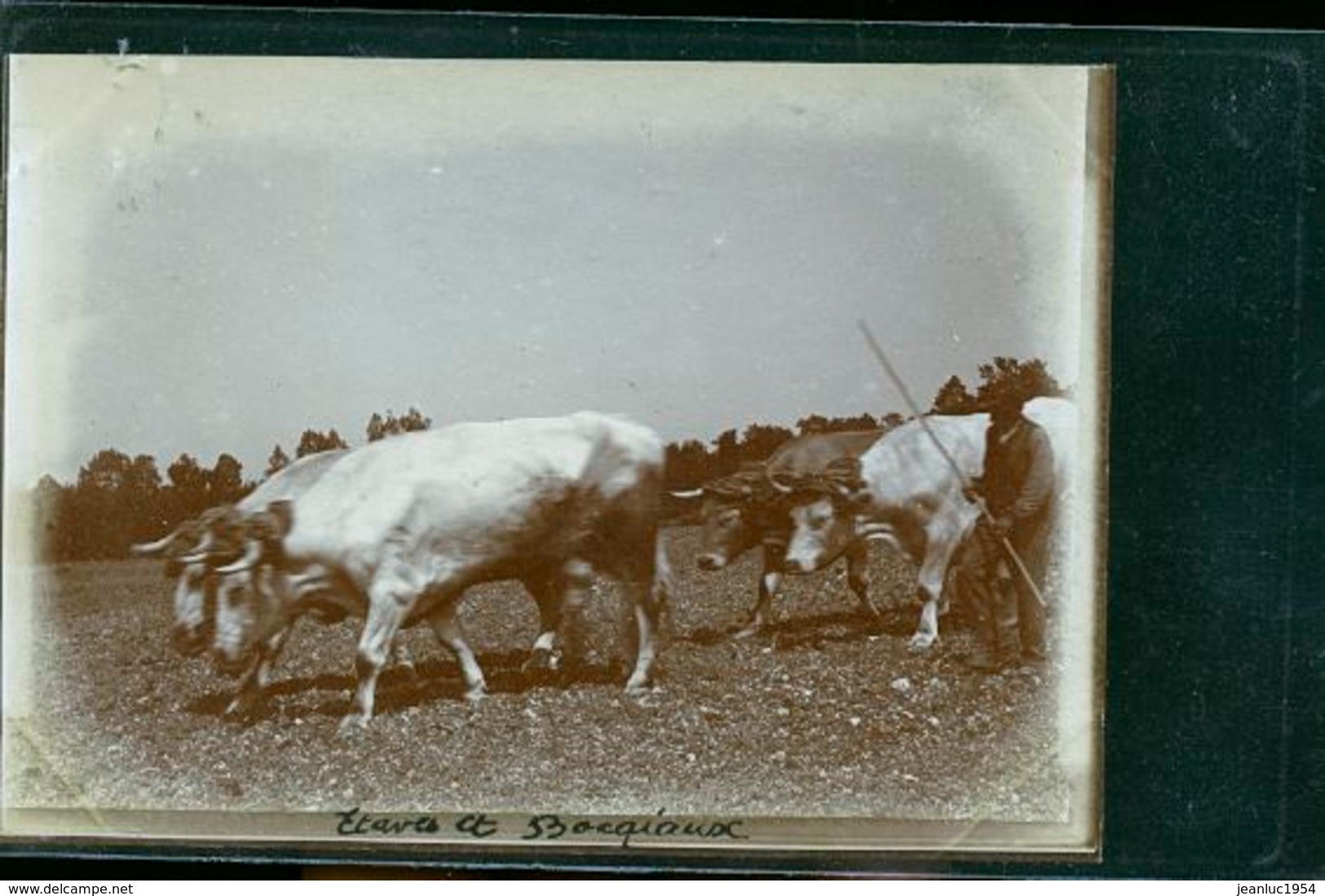 ETAVES PHOTO LE BERGER  1900 - Sonstige & Ohne Zuordnung