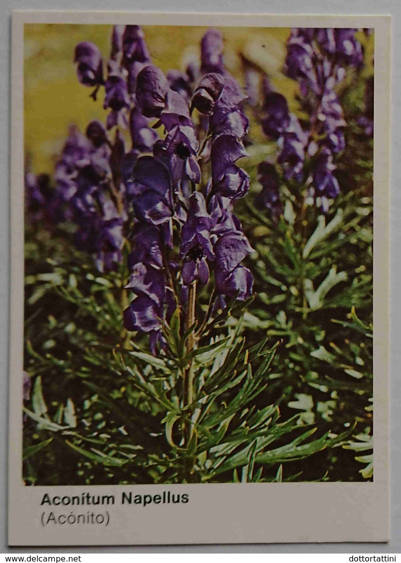 PIANTE PROTETTE - FIORE - REGIONE PIEMONTE - Aconitum Napellus (ACONITO) -  Nv - Fiori