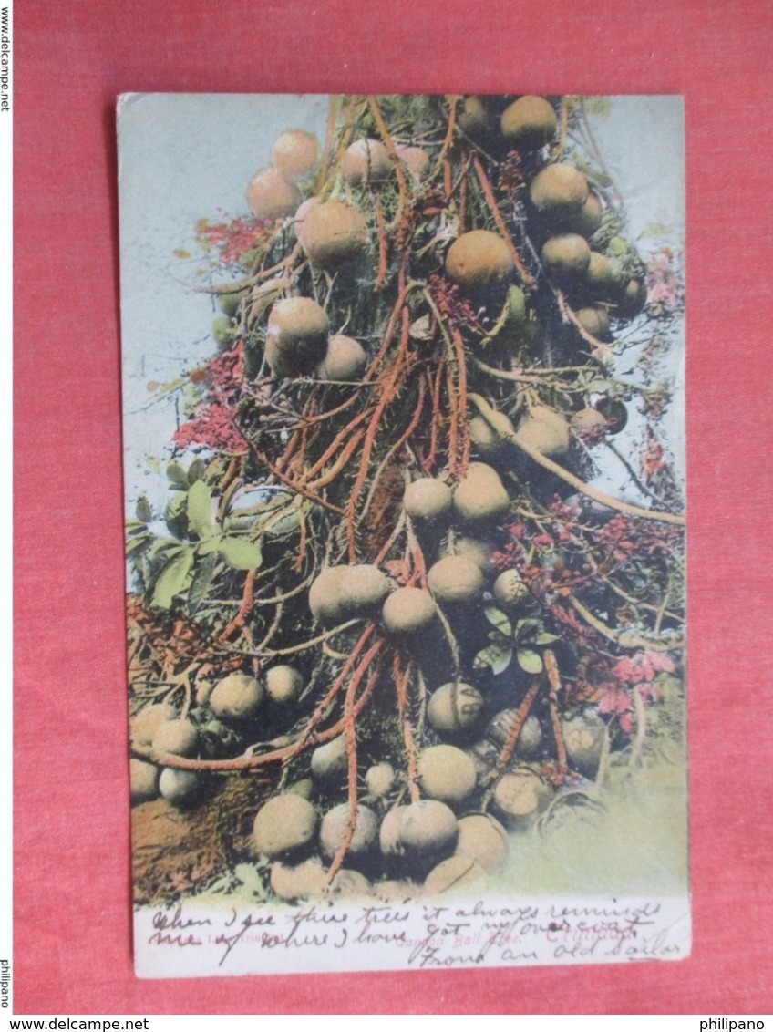 Cannon Ball Tree     Trinidad   Has Stamp & Cancel      Ref 3761 - Trinidad