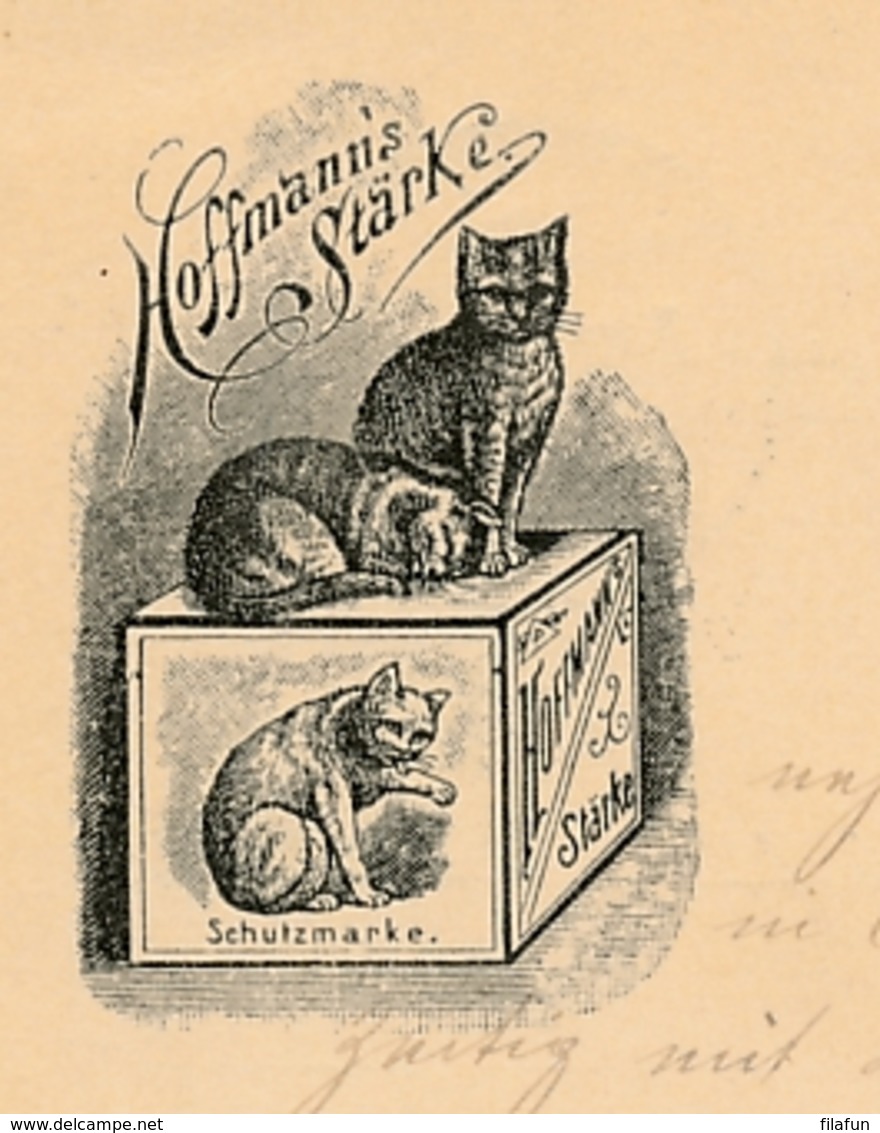 Schweiz - 1903 - 5c Postkarte - Hoffmann's Stärke - Cats - From Zürich To Zofingen - Ganzsachen