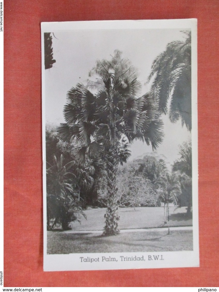 RPPC  Tailpot  Palm      Trinidad  Has Stamp & Cancel      Ref 3762 - Trinidad