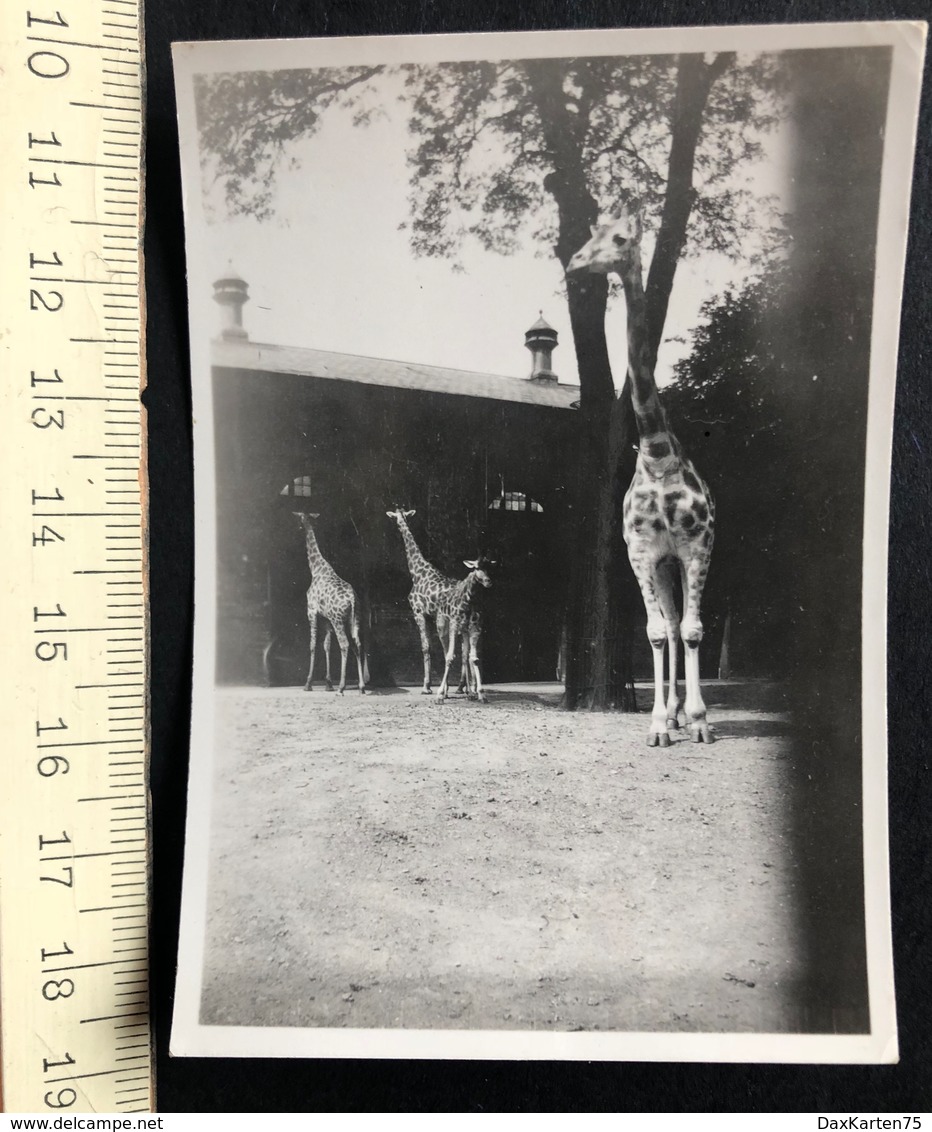 London Zoo Giraffen Photo 8.5x 6cm - Places