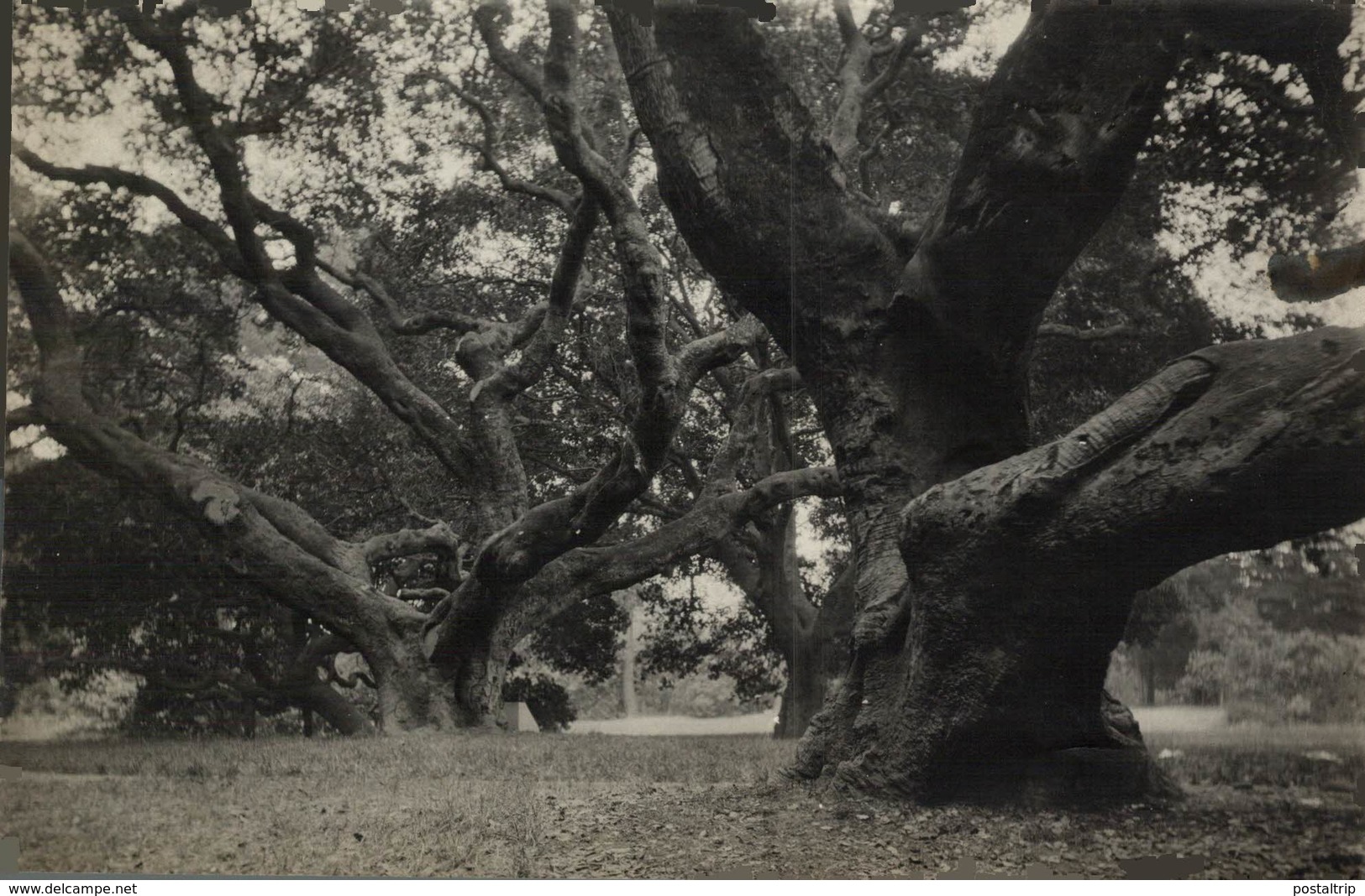 Magnificent Old Le Conte Oak On The University Campus, Berkeley, Cal. 17*11CM Fonds Victor FORBIN 1864-1947 - Lugares