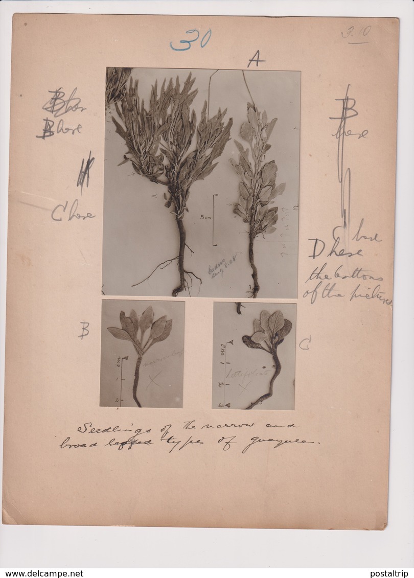 AGRICULTURE  PLANT INDUSTRY Xylology Forestry 26*20CM Fonds Victor FORBIN 1864-1947 - Otros & Sin Clasificación