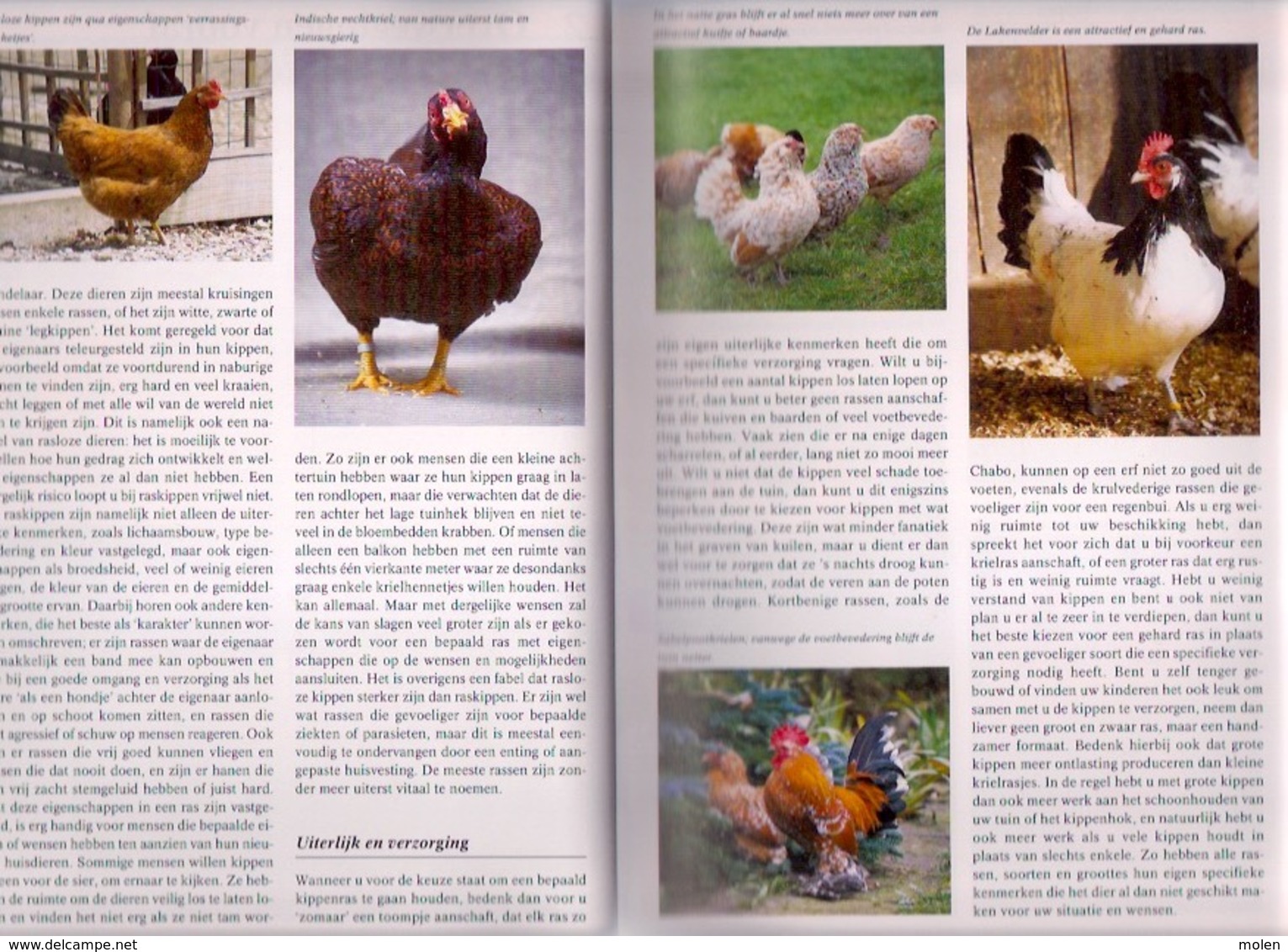 KIPPEN ENCYCLOPEDIE 336blz Met Veel Kleurenfoto’s ©2008 KIP HOENDER HAAN HEN PLUIMVEE Coq Chicken Poulet Vogel Z435 - Enzyklopädien