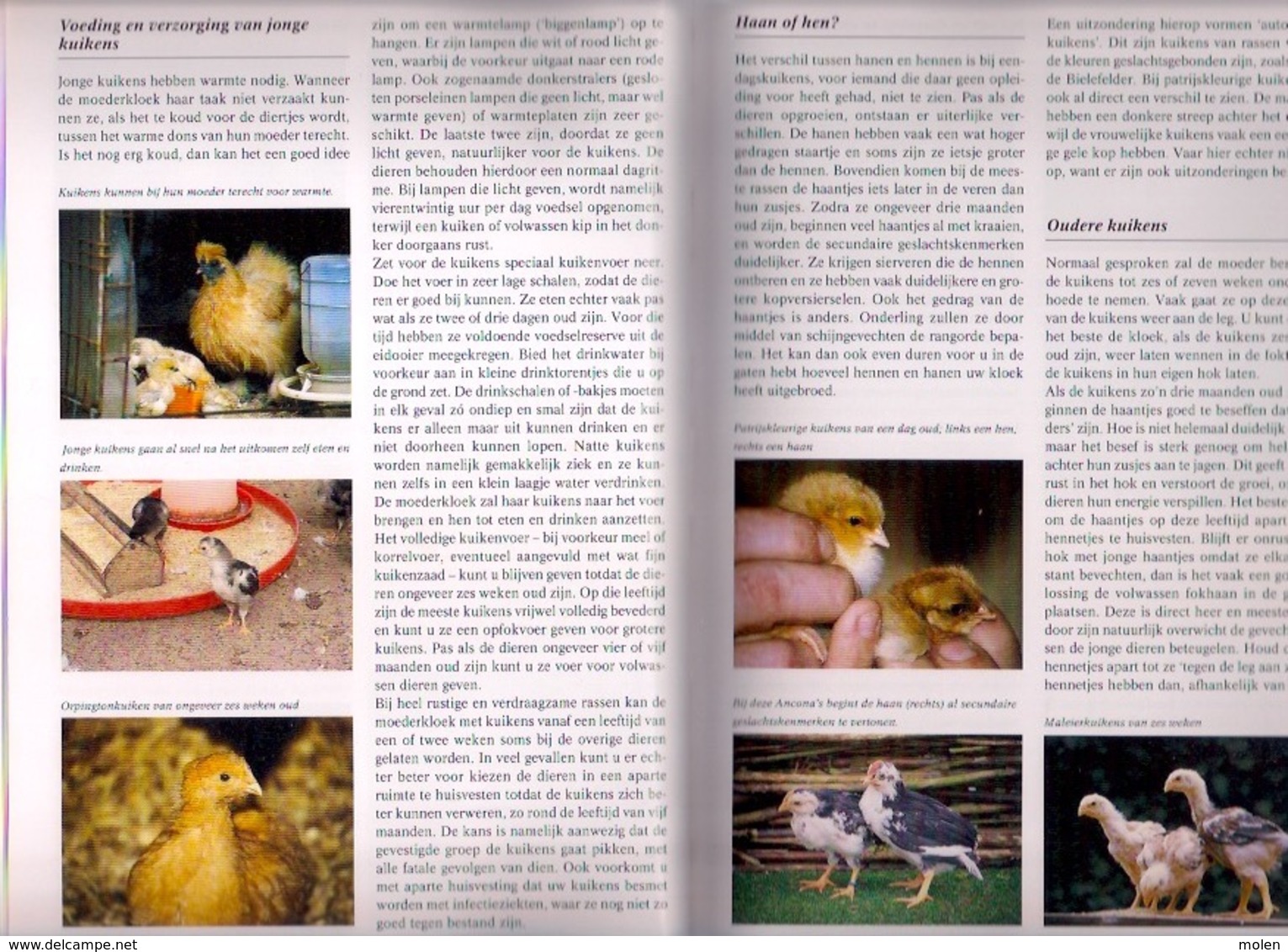 KIPPEN ENCYCLOPEDIE 336blz met veel kleurenfoto’s ©2008 KIP HOENDER HAAN HEN PLUIMVEE coq chicken poulet vogel Z435