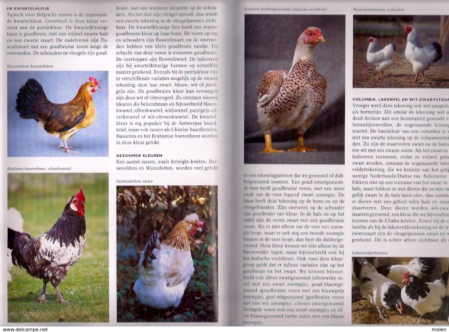 KIPPEN ENCYCLOPEDIE 336blz met veel kleurenfoto’s ©2008 KIP HOENDER HAAN HEN PLUIMVEE coq chicken poulet vogel Z435