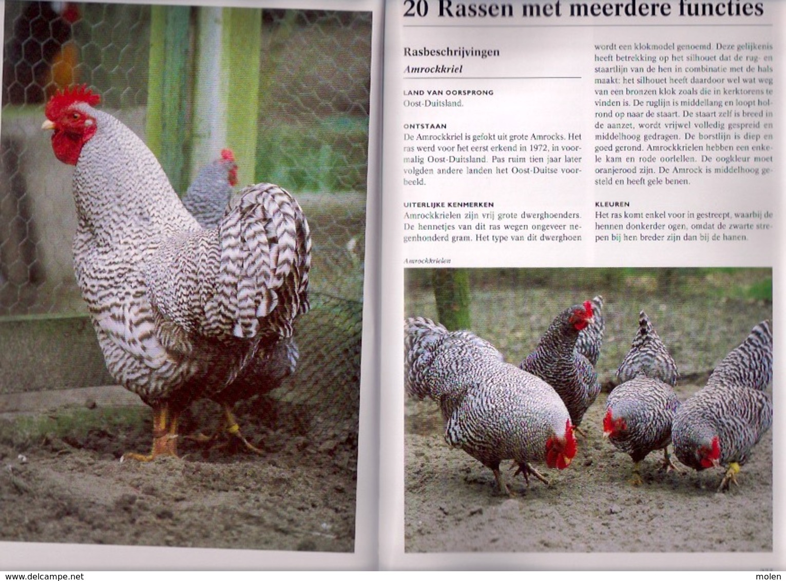 KIPPEN ENCYCLOPEDIE 336blz met veel kleurenfoto’s ©2008 KIP HOENDER HAAN HEN PLUIMVEE coq chicken poulet vogel Z435