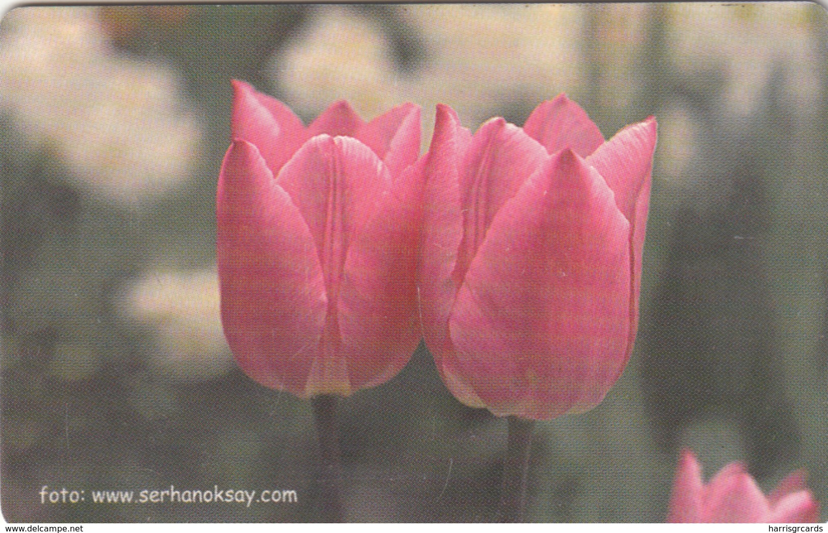 TURKEY - Pink Tulips Flower ,Chip GEM5 (Red) , 50 Unit ,used - Turquie