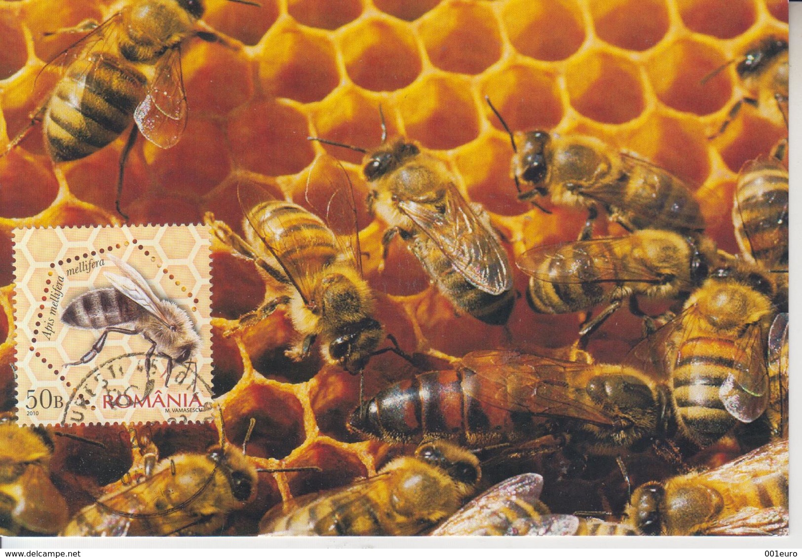 ROMANIA : HONEYBEE On Maximum Card - Registered Shipping! Envoi Enregistre! - Abeilles