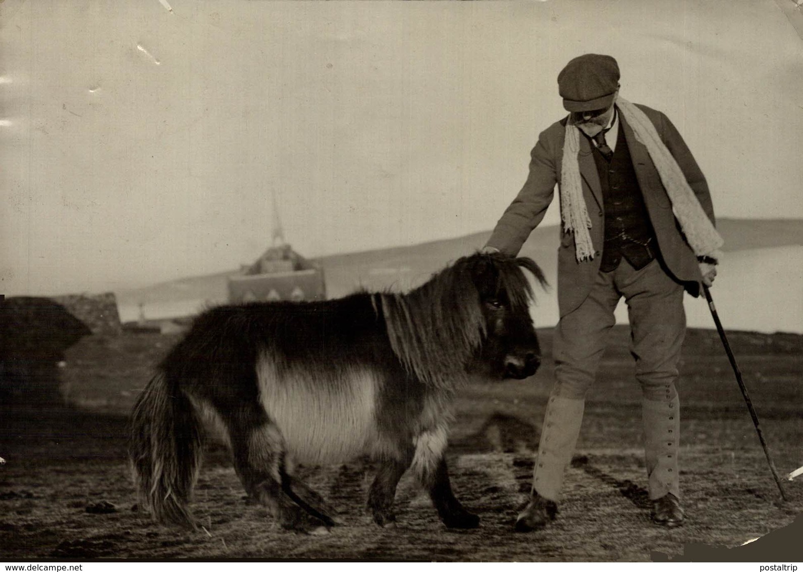 SHETLAND PONY ORKNEY ISLANDS  ANIMAUX ANIMALS ANIMALES 16*12CM Fonds Victor FORBIN 1864-1947 - Otros & Sin Clasificación