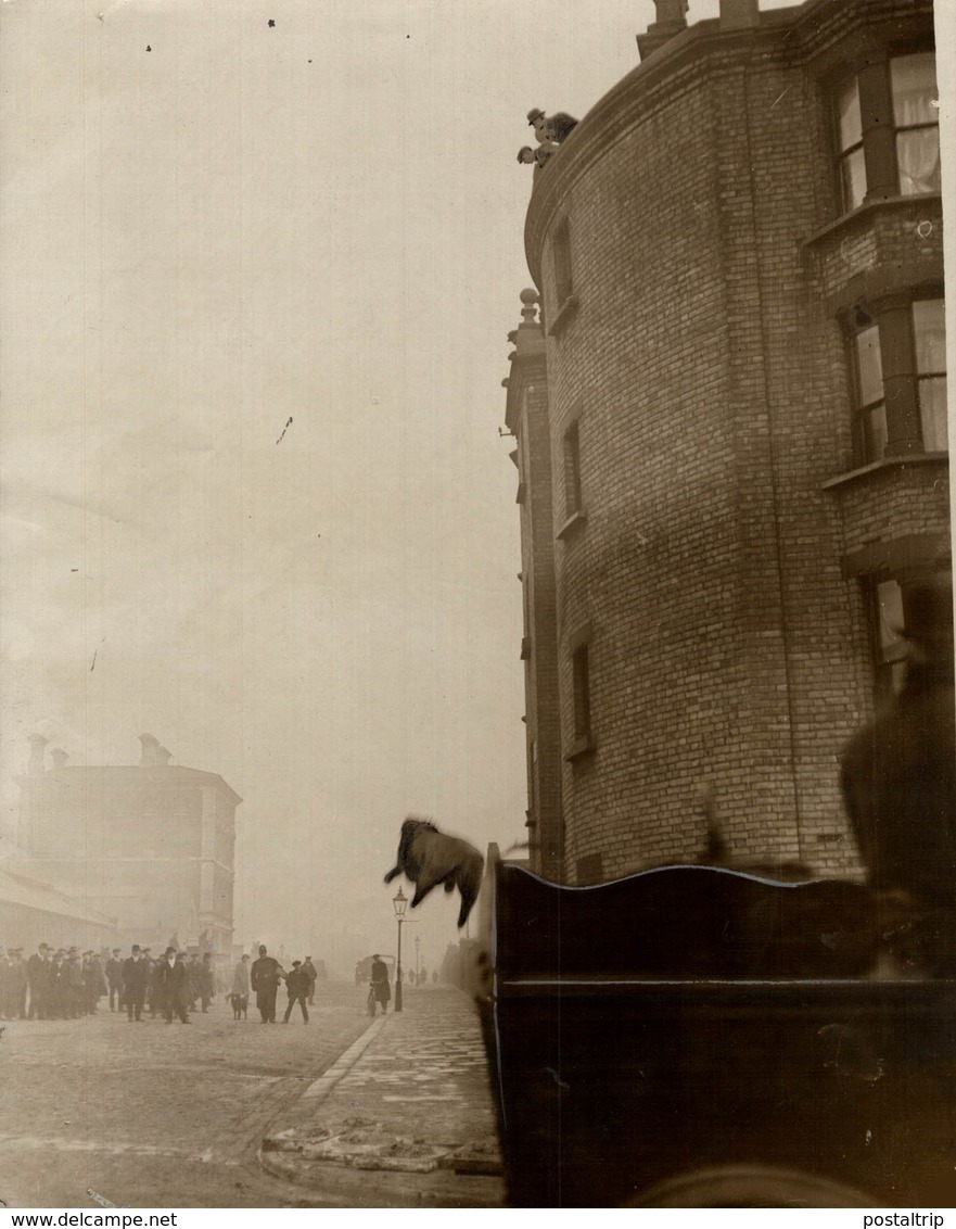 BULL ON A LONDON ROOF  ANIMAUX ANIMALS ANIMALES 21*16CM Fonds Victor FORBIN 1864-1947 - Lugares