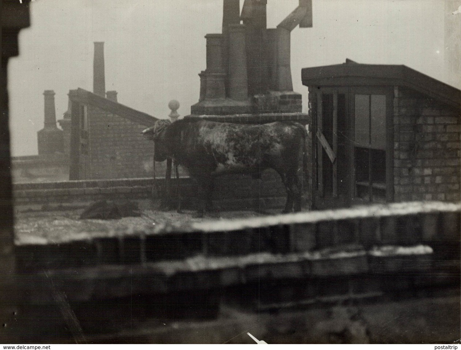 BULL ON A LONDON ROOF UK ENGLAND   ANIMAUX ANIMALS ANIMALES 21*16CM Fonds Victor FORBIN 1864-1947 - Lugares