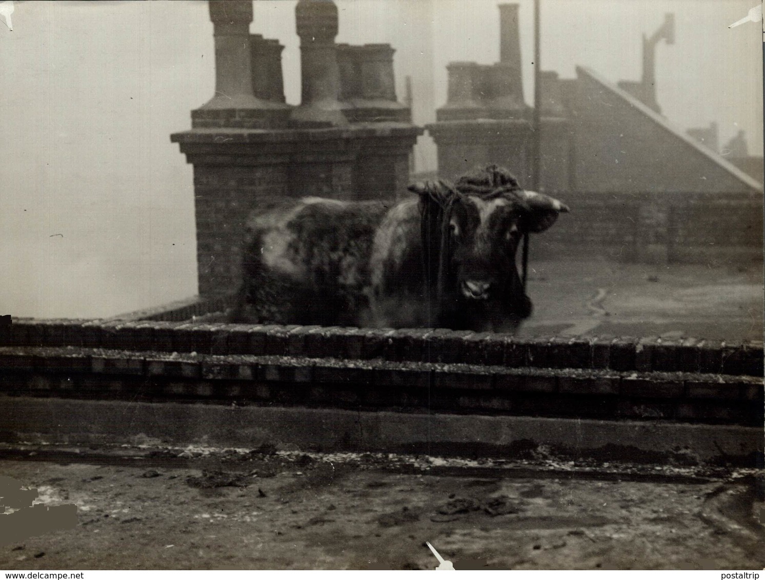 BULL ON A LONDON ROOF UK ENGLAND   ANIMAUX ANIMALS ANIMALES 21*16CM Fonds Victor FORBIN 1864-1947 - Lugares