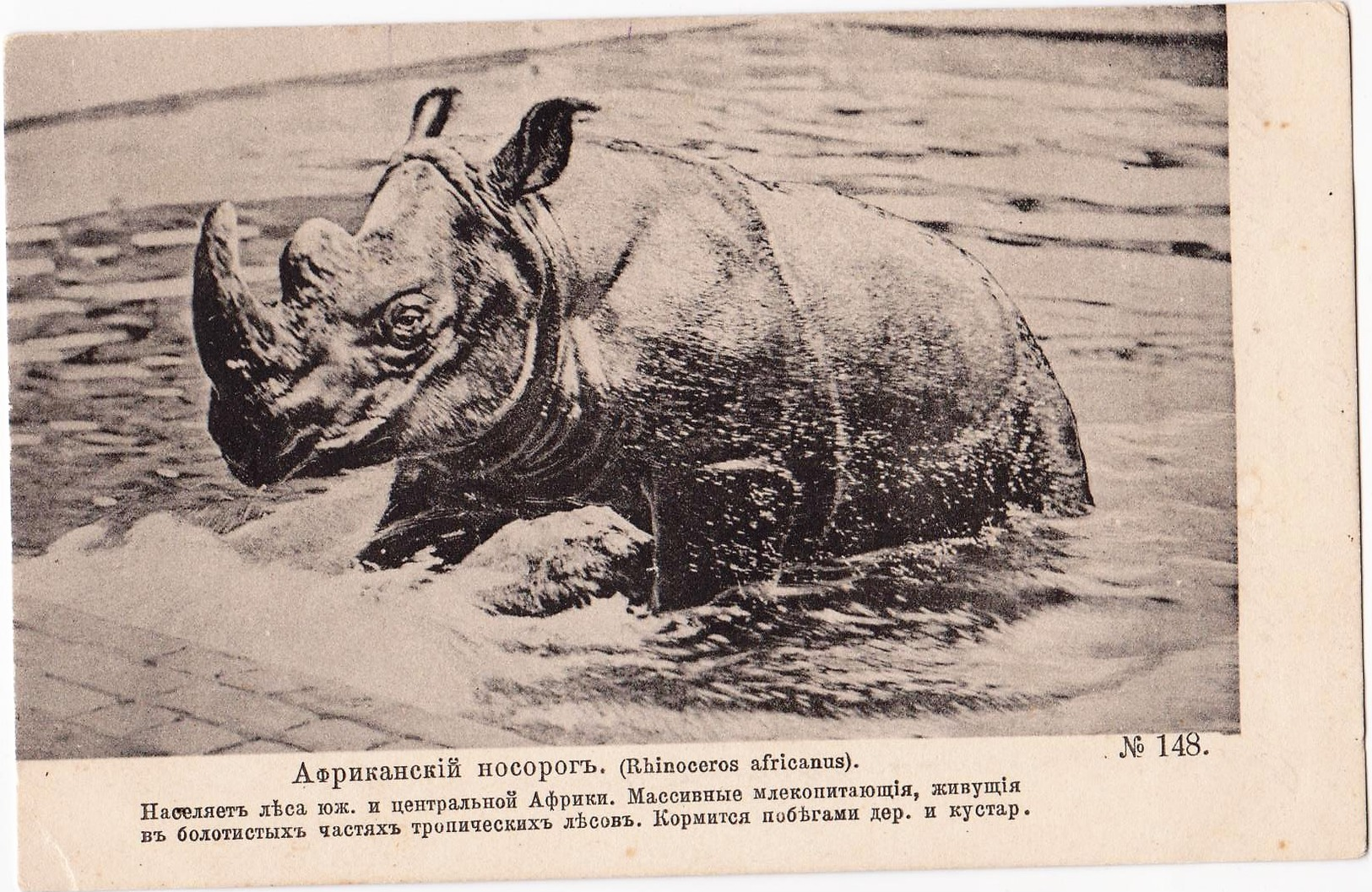 Rhino - Rhinoceros - African Rhino Comes Out Of The Water - Russian Old Postcard 1910s  Very Rare - Rinoceronte