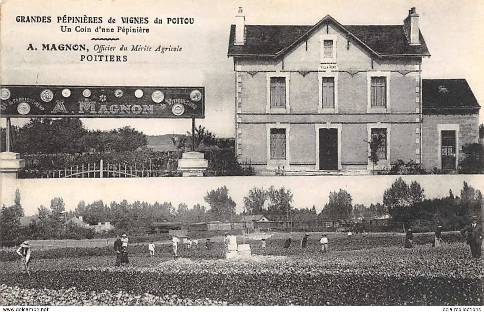 Poitiers         86        Grandes Pépinières De Vignes Du Poitou. Magnon      (voir Scan) - Poitiers