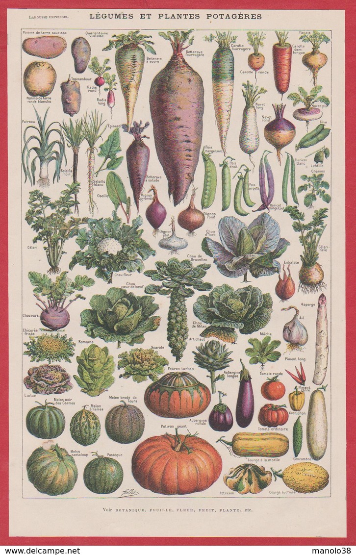 Légumes Et Plantes Potagères. Légume Et Plante Potagère. Illustration Adolphe Millot. Recto-verso. Larousse 1931. - Historische Documenten