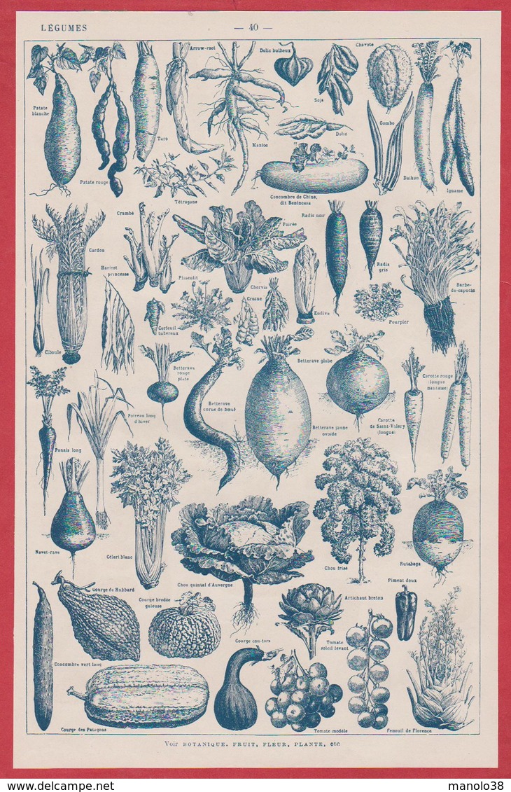 Légumes Et Plantes Potagères. Légume Et Plante Potagère. Illustration Adolphe Millot. Recto-verso. Larousse 1931. - Historische Documenten