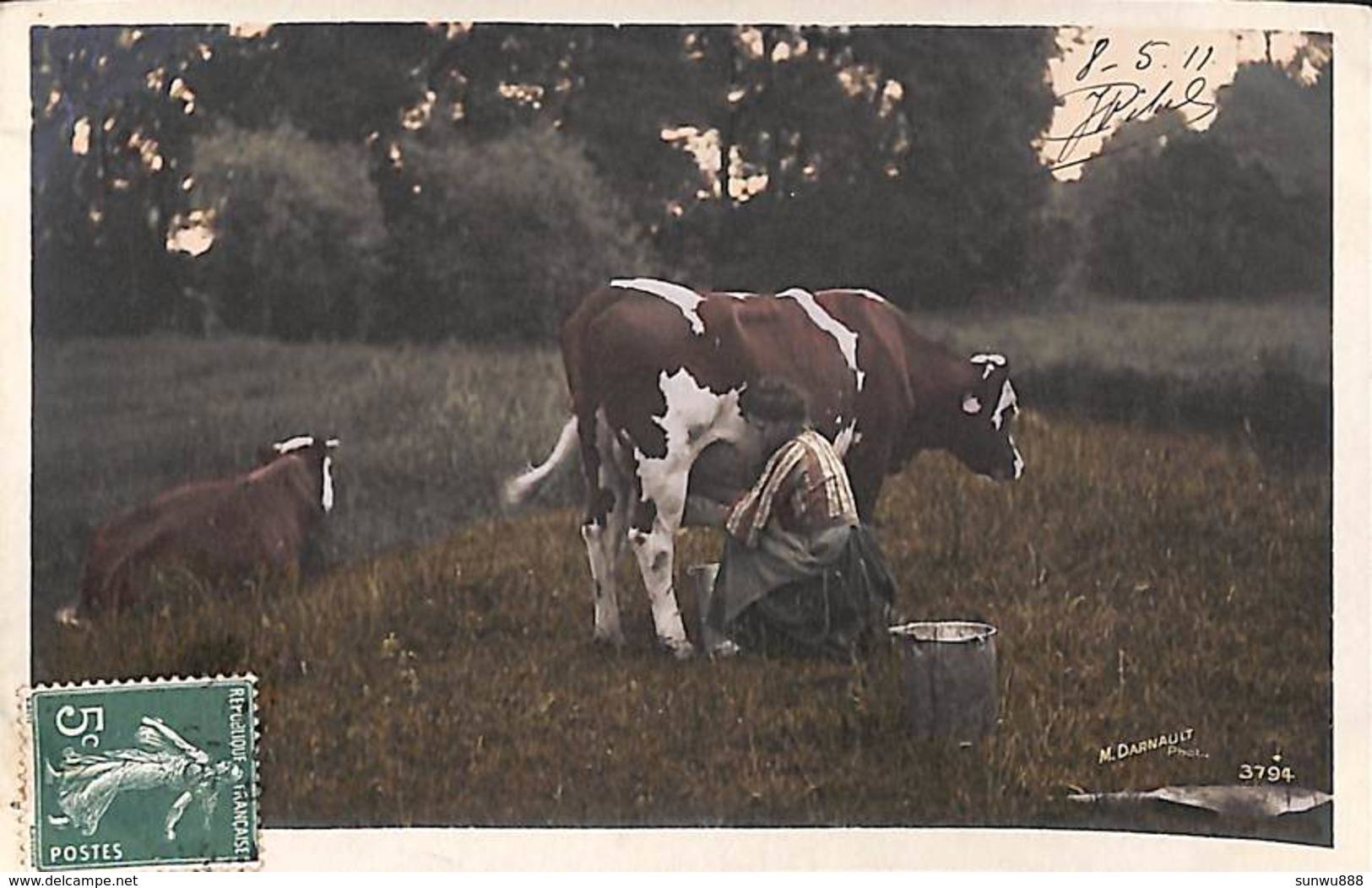 Vaches Animée Colorisée Phot. M. Darnault 1911) - Vaches