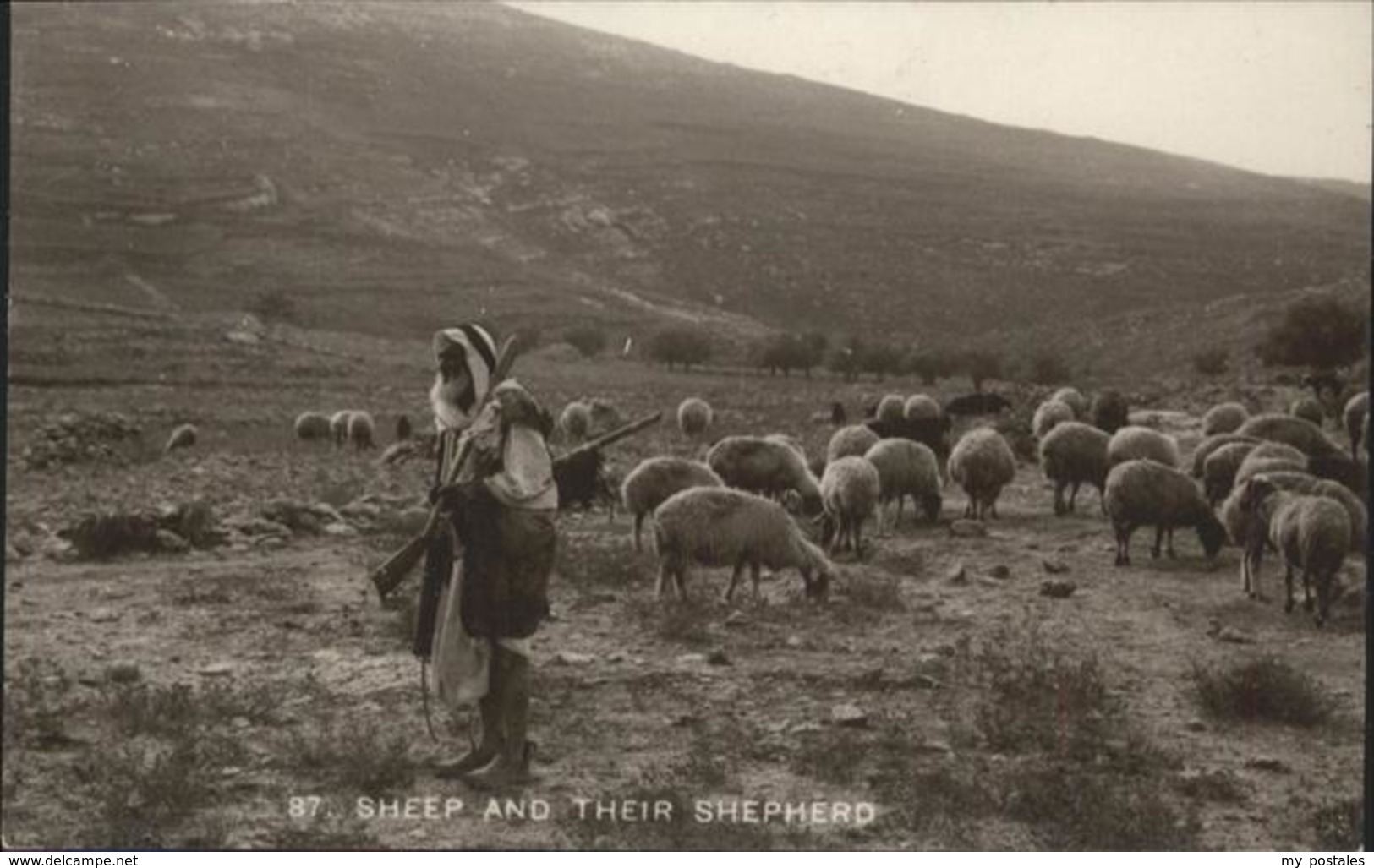 10956817 Jerusalem Yerushalayim Sheep And Their Shepherd Schafe - Israele