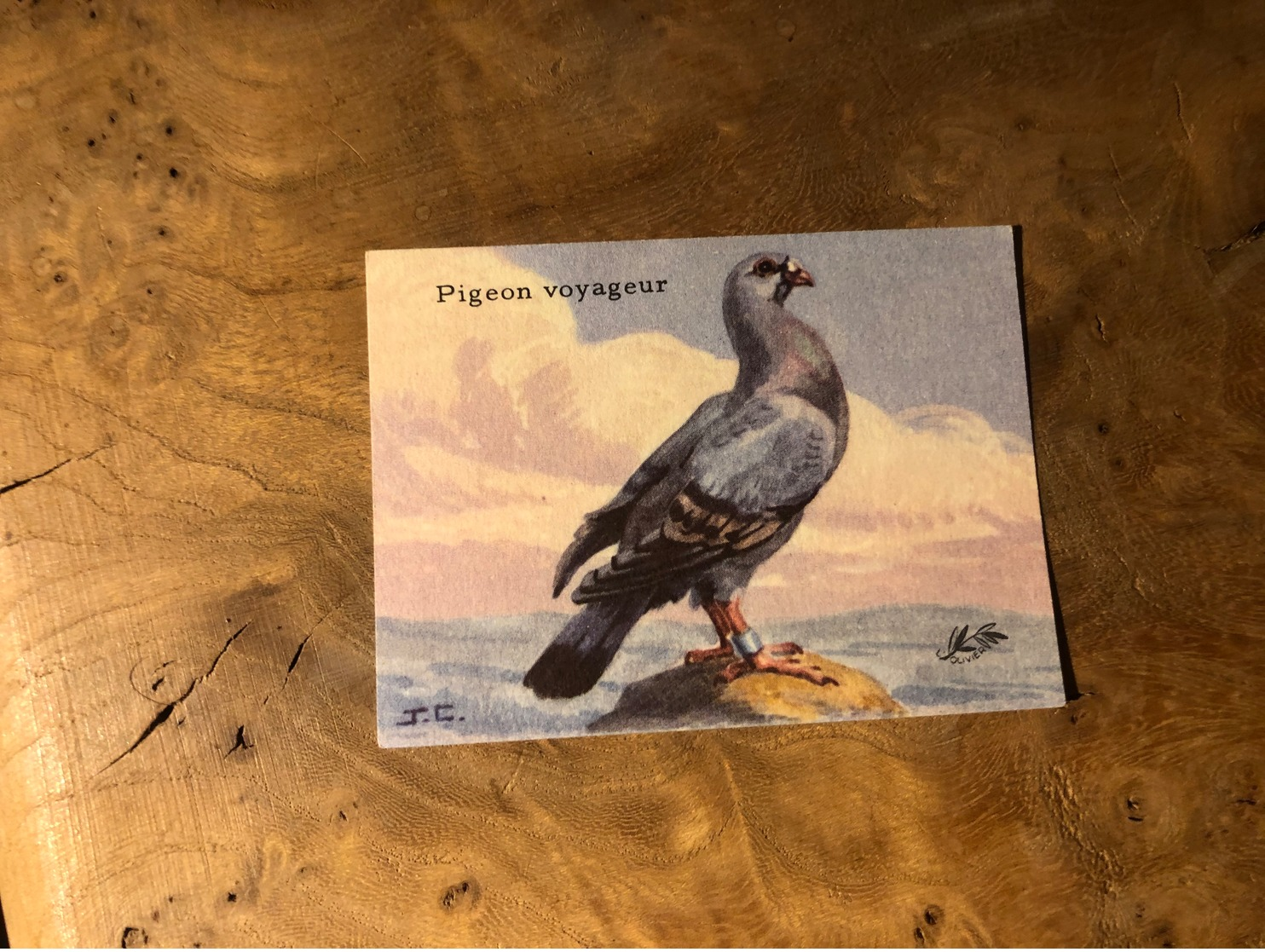 320/ BON POINT 1964 PIGEON VOYAGEUR - Altri & Non Classificati