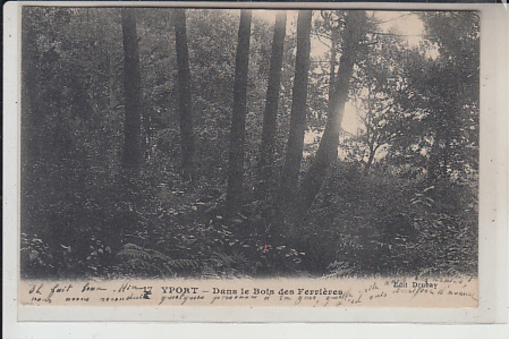 76  -YPORT - Dans Les Bois Des Ferrières..1918 - Yport