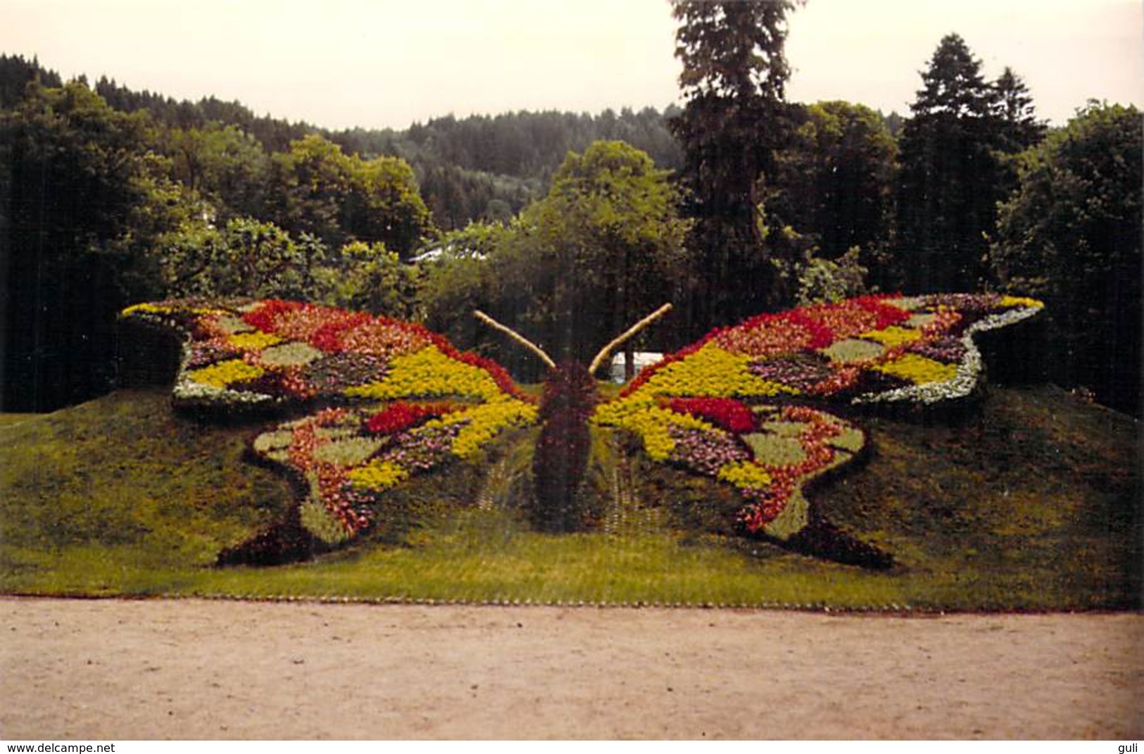 Photo Véritable De 1988 Lac De GERARDMER (Vosges)(papillon En Fleurs Butterfly With Flowers)*PRIX FIXE - Places