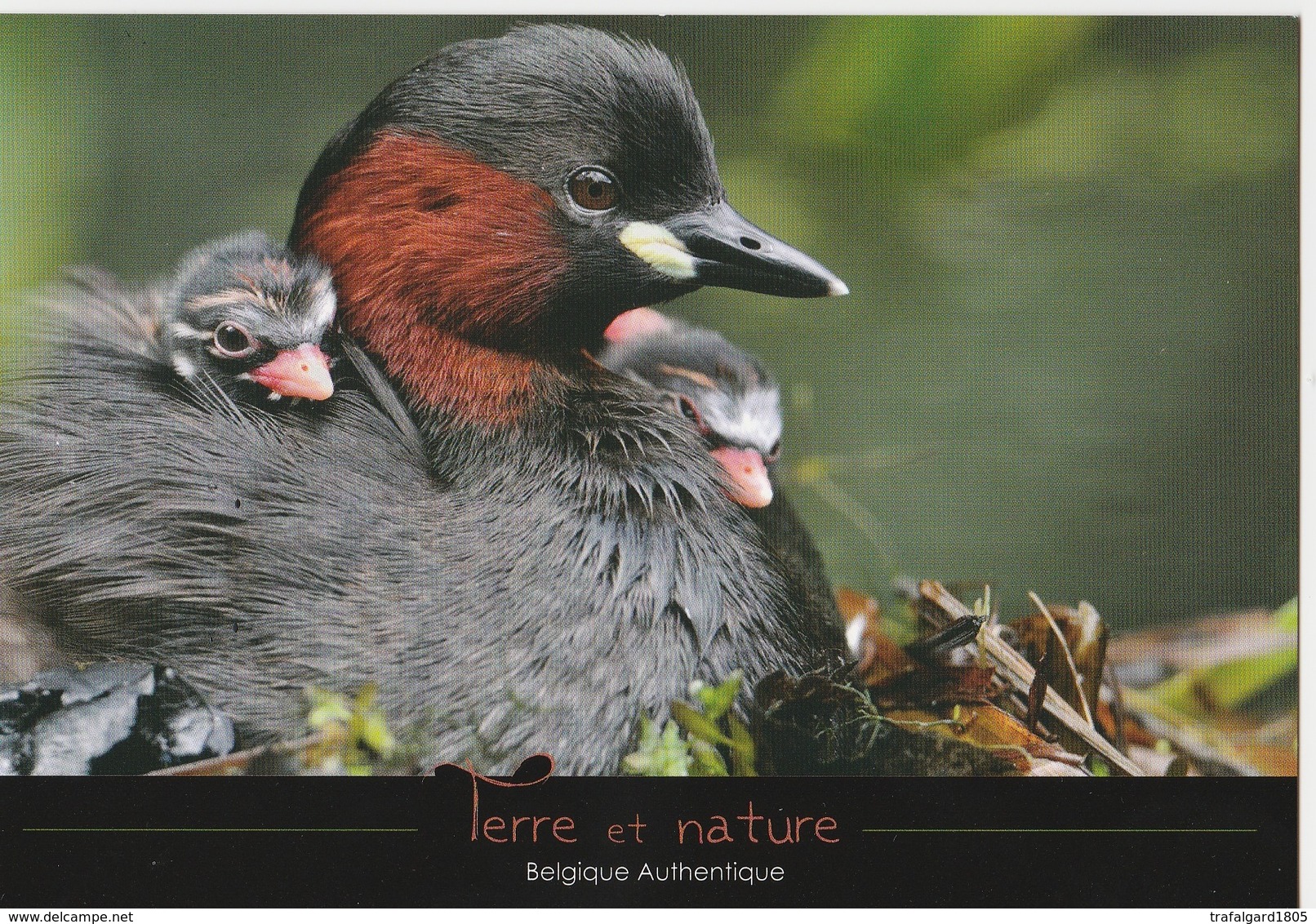 GREBE CASTAGNEUX - Oiseaux