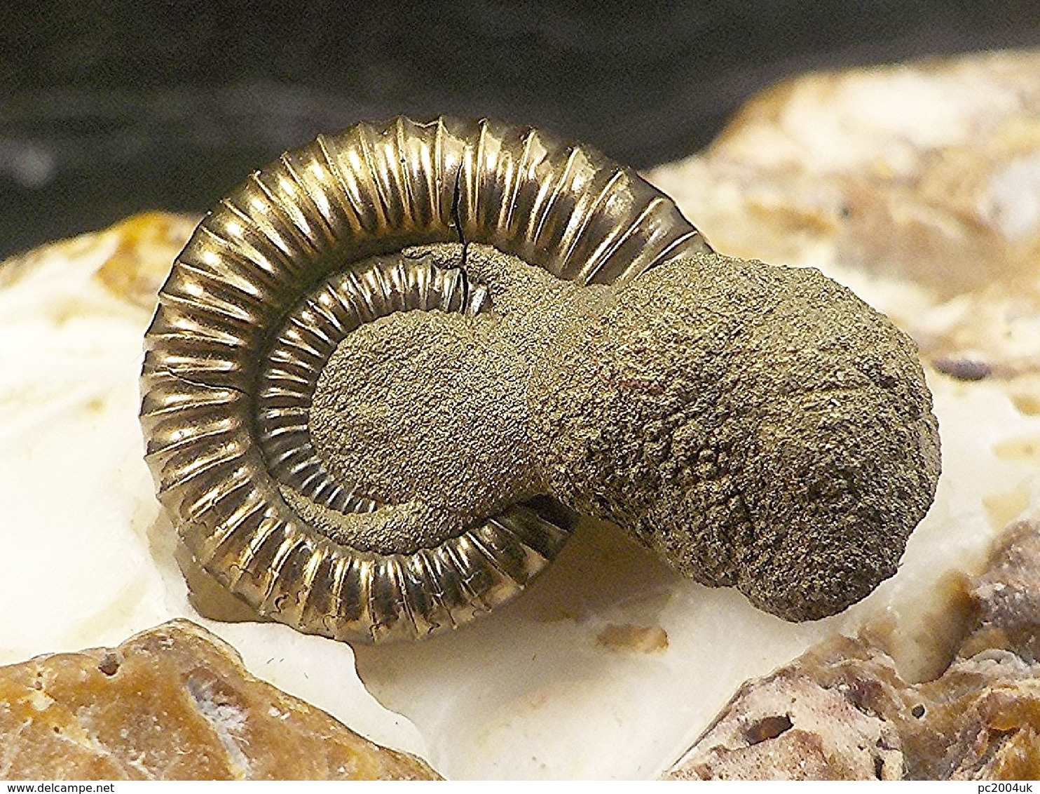 A Beautiful Ammonite Preserved In Pyrites - Early Jurassic - Crucilobiceras FREE SHIPPING. 14 - Archaeology