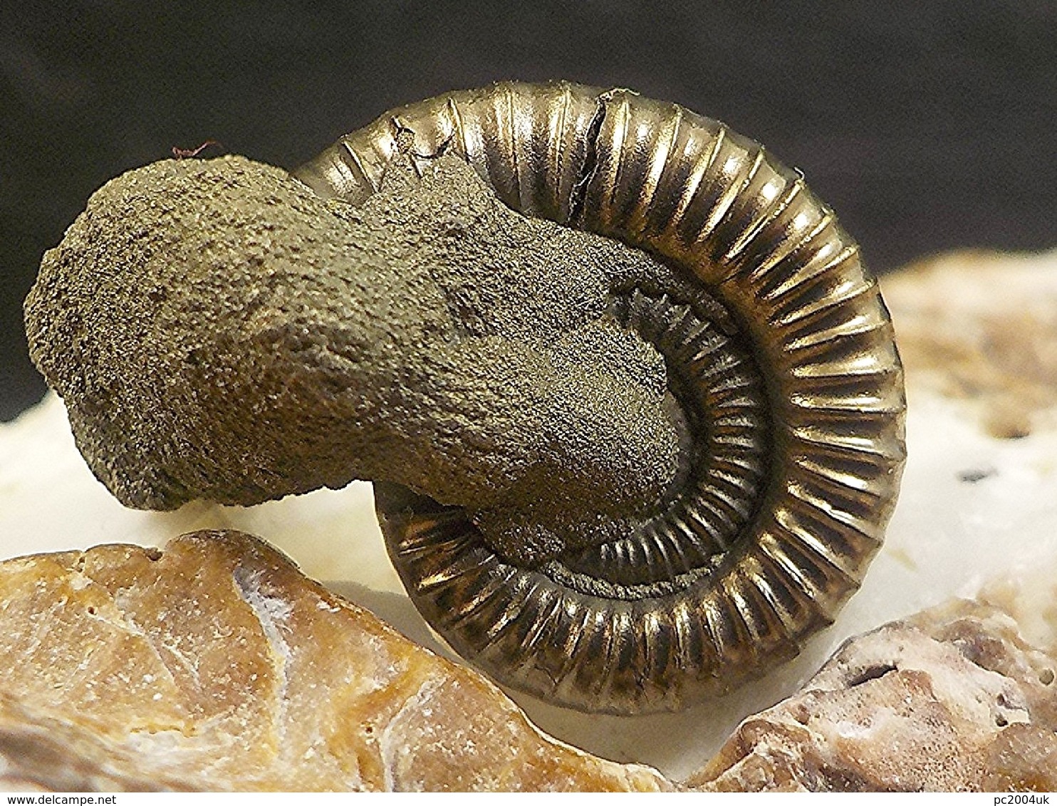 A Beautiful Ammonite Preserved In Pyrites - Early Jurassic - Crucilobiceras FREE SHIPPING. 14 - Archaeology