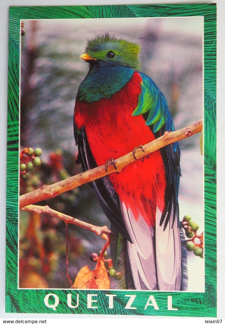 Carte Postale : GUATEMALA : Resplandeciente QUETZAL - Guatemala