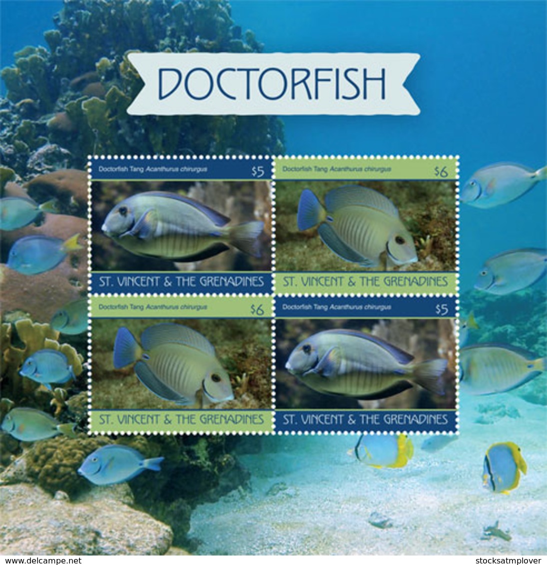 St. Vicnent  2019  Doctorfish ,fauna  I201903 - St.Vincent & Grenadines