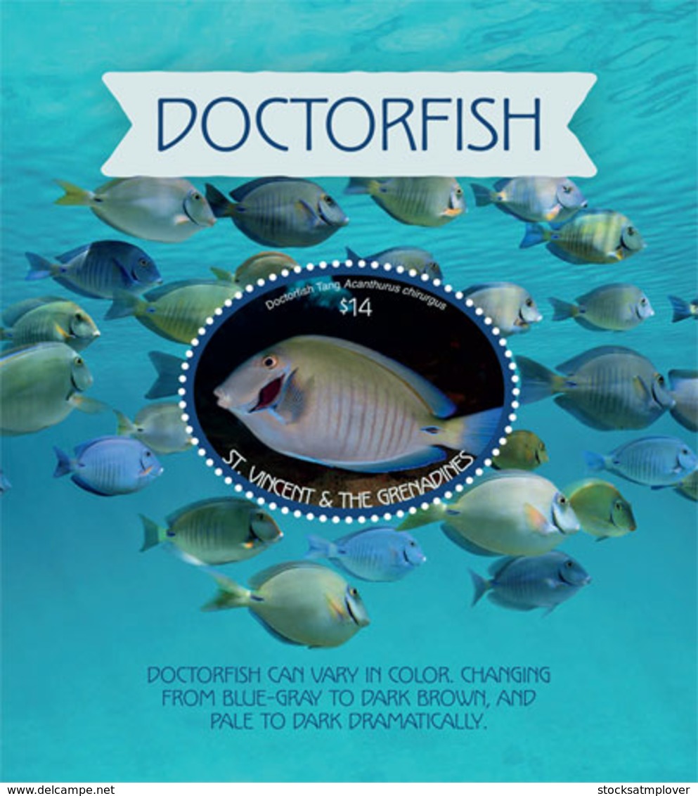 St. Vicnent  2019  Doctorfish ,fauna  I201903 - St.-Vincent En De Grenadines