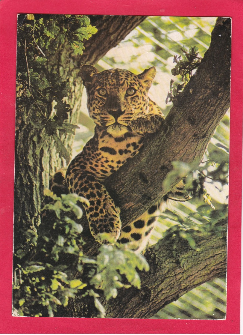 Modern Post Card Of Big Cat,Leopard At Marwell Zoo,,L68. - Cats