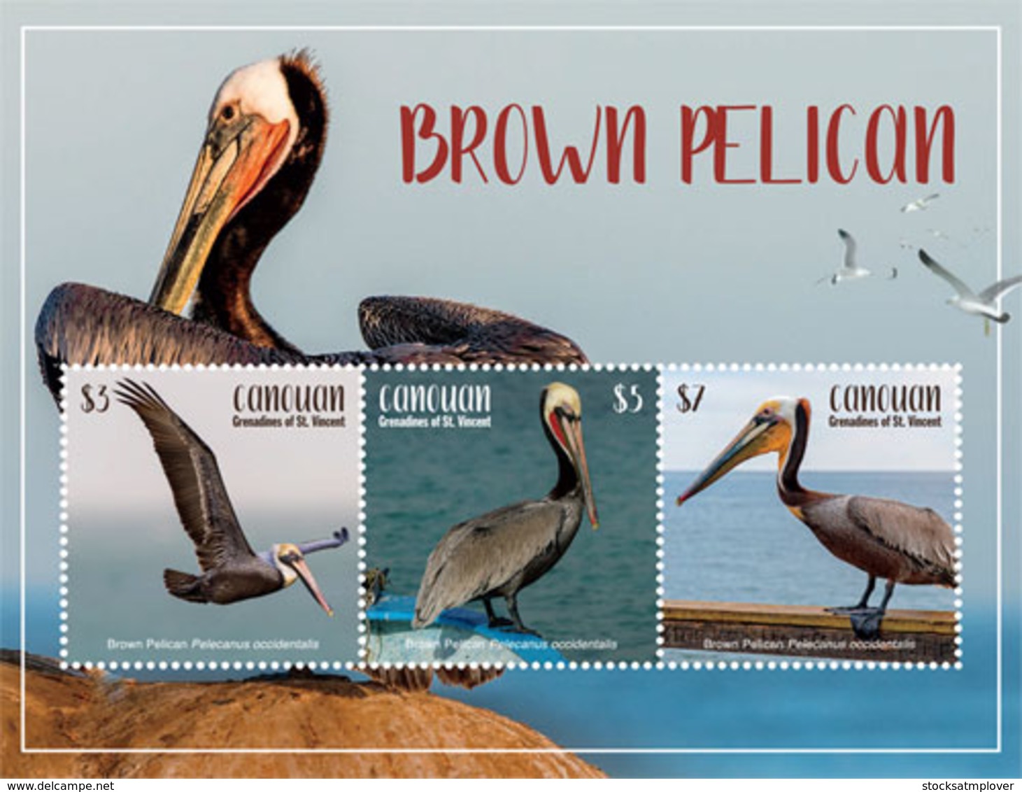 Canouan, Grenadines Of St.Vincent 2019 Fauna Brown Pelican I201903 - St.Vincent & Grenadines