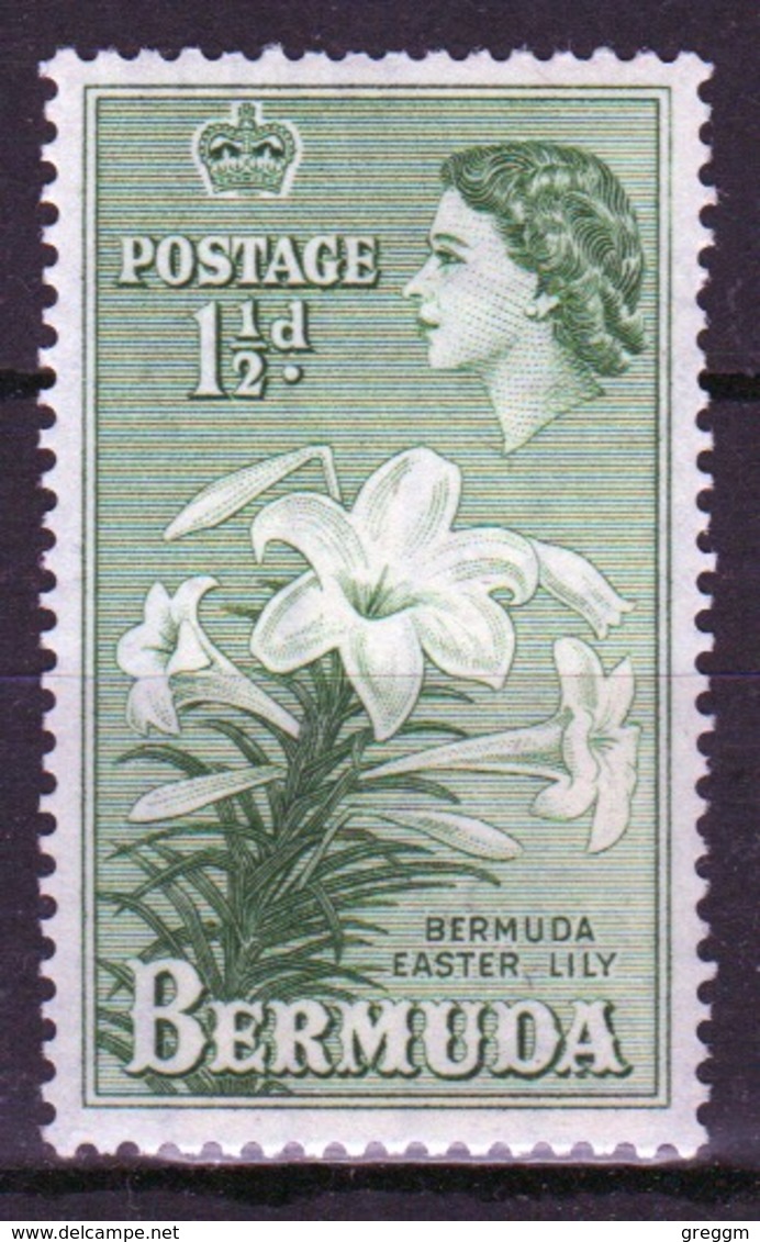 Bermuda Elizabeth II 1½d Single Stamp From The 1953 Definitive Set. - Bermuda