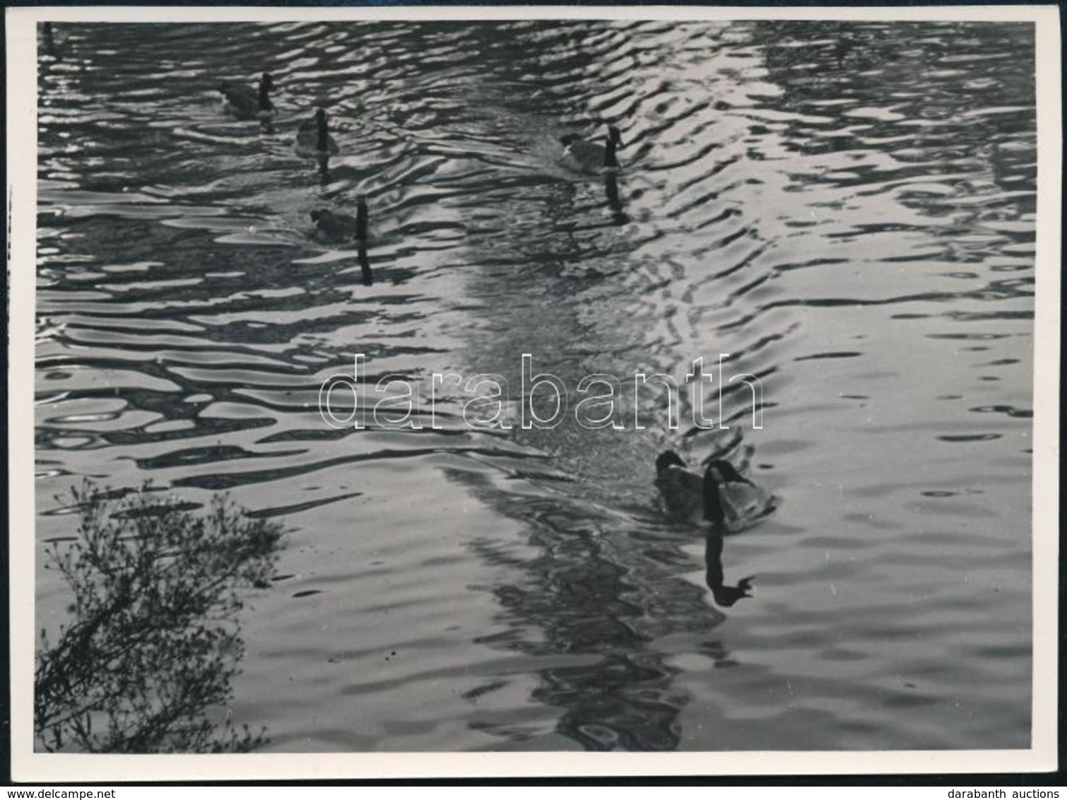 Cca 1933 Kinszki Imre (1901-1945) Budapesti Fotóművész Pecséttel Jelzett Vintage Fotóművészeti Alkotása (Aquatic Pattern - Autres & Non Classés