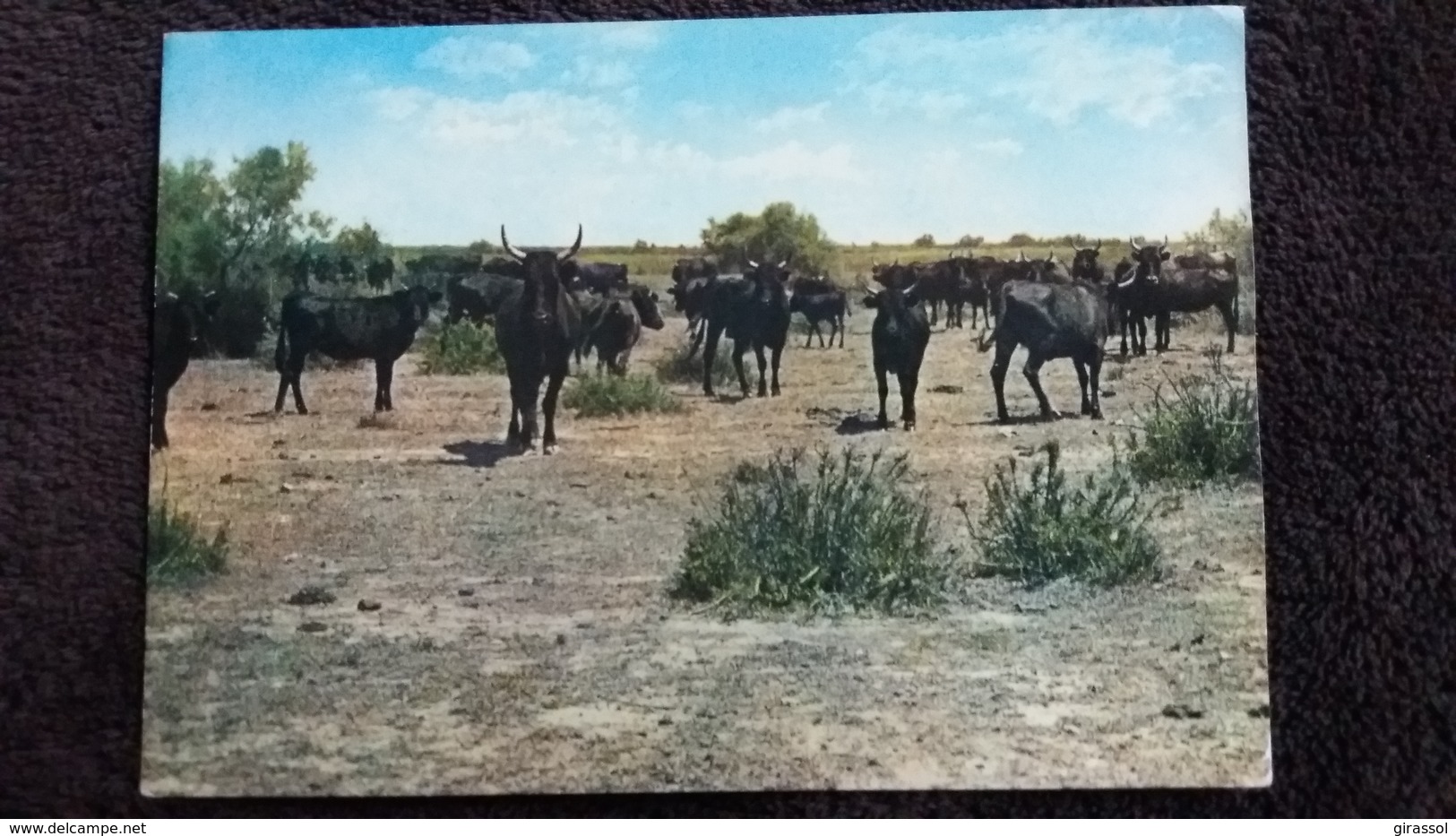 CPSM LA CAMARGUE MANADE DE TAUREAUX ED MAR - Bull