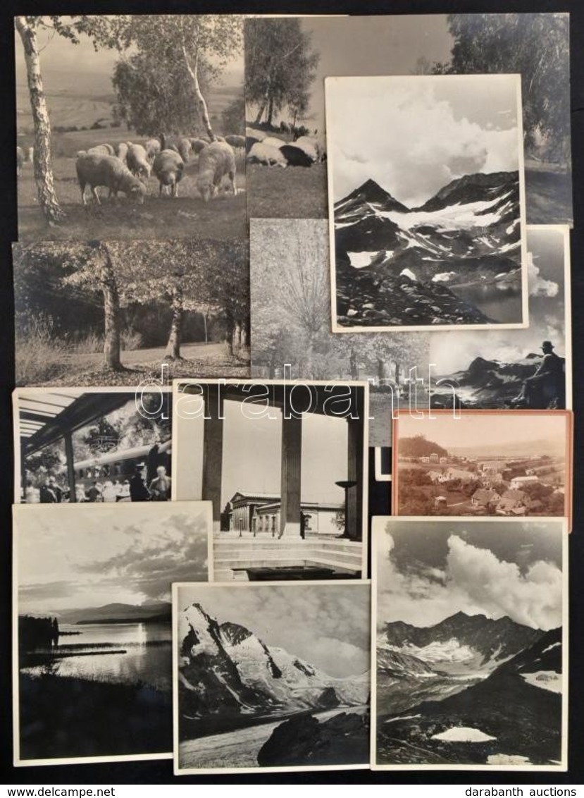 Cca 1940-1970 A Természet Régen, 12 Db Különféle Kültéri Fotó, Különböző Méretben - Autres & Non Classés