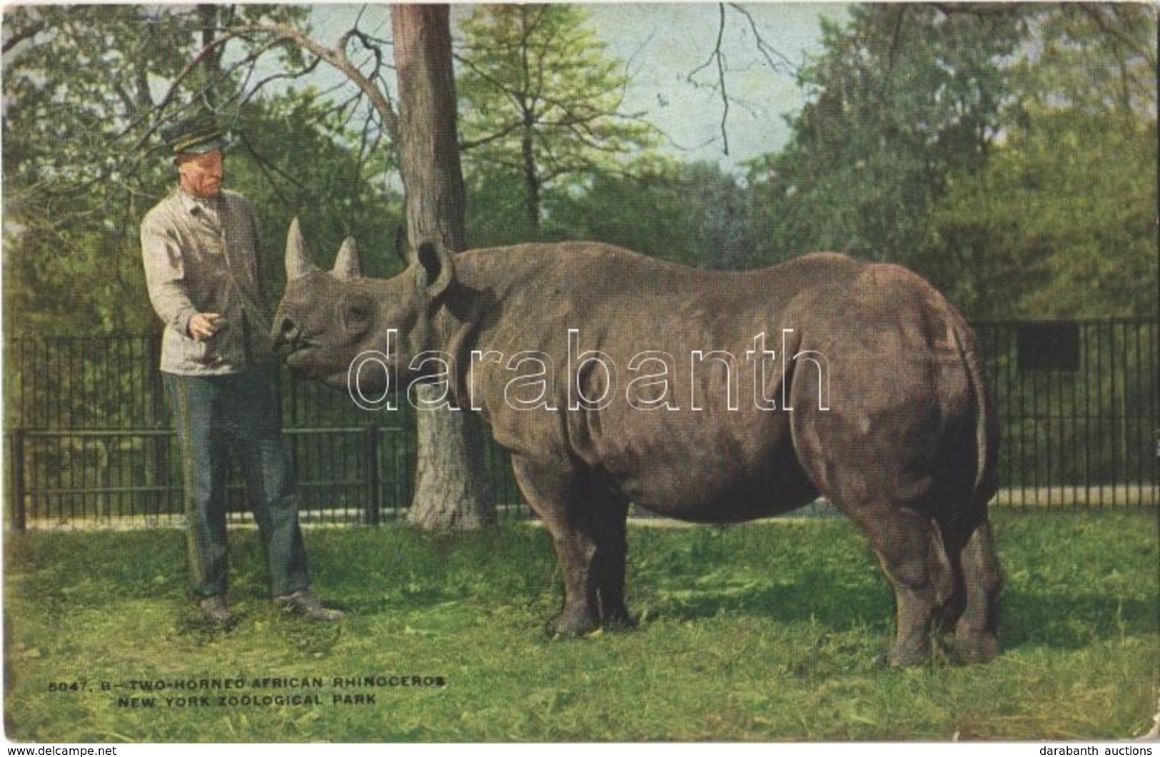 ** T2/T3 New York City, New York Zoological Park, Two-Horned African Rhinoceros (fl) - Sonstige & Ohne Zuordnung