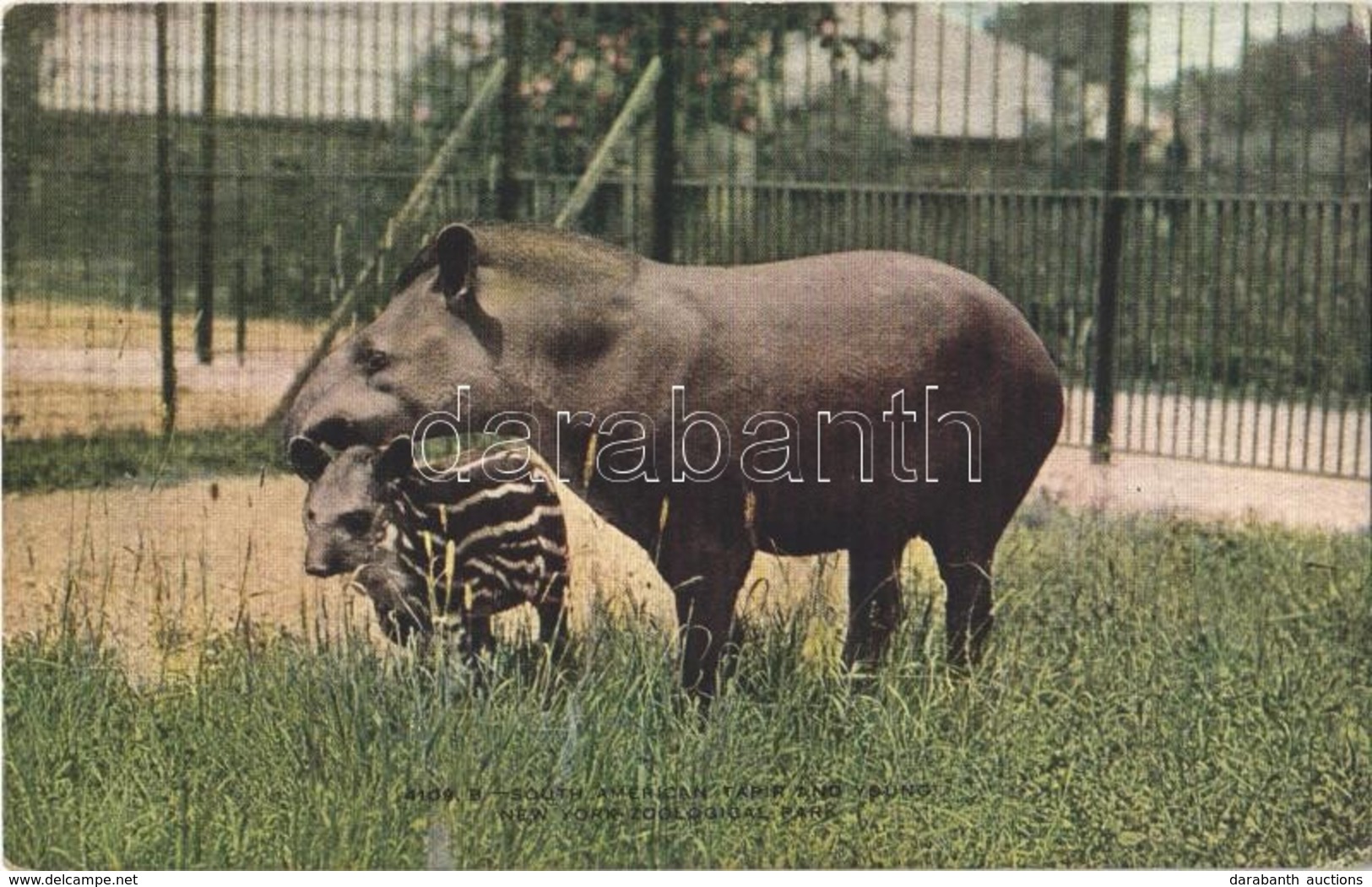 ** T2 New York City, New York Zoological Park, South American Tapir And Young - Autres & Non Classés