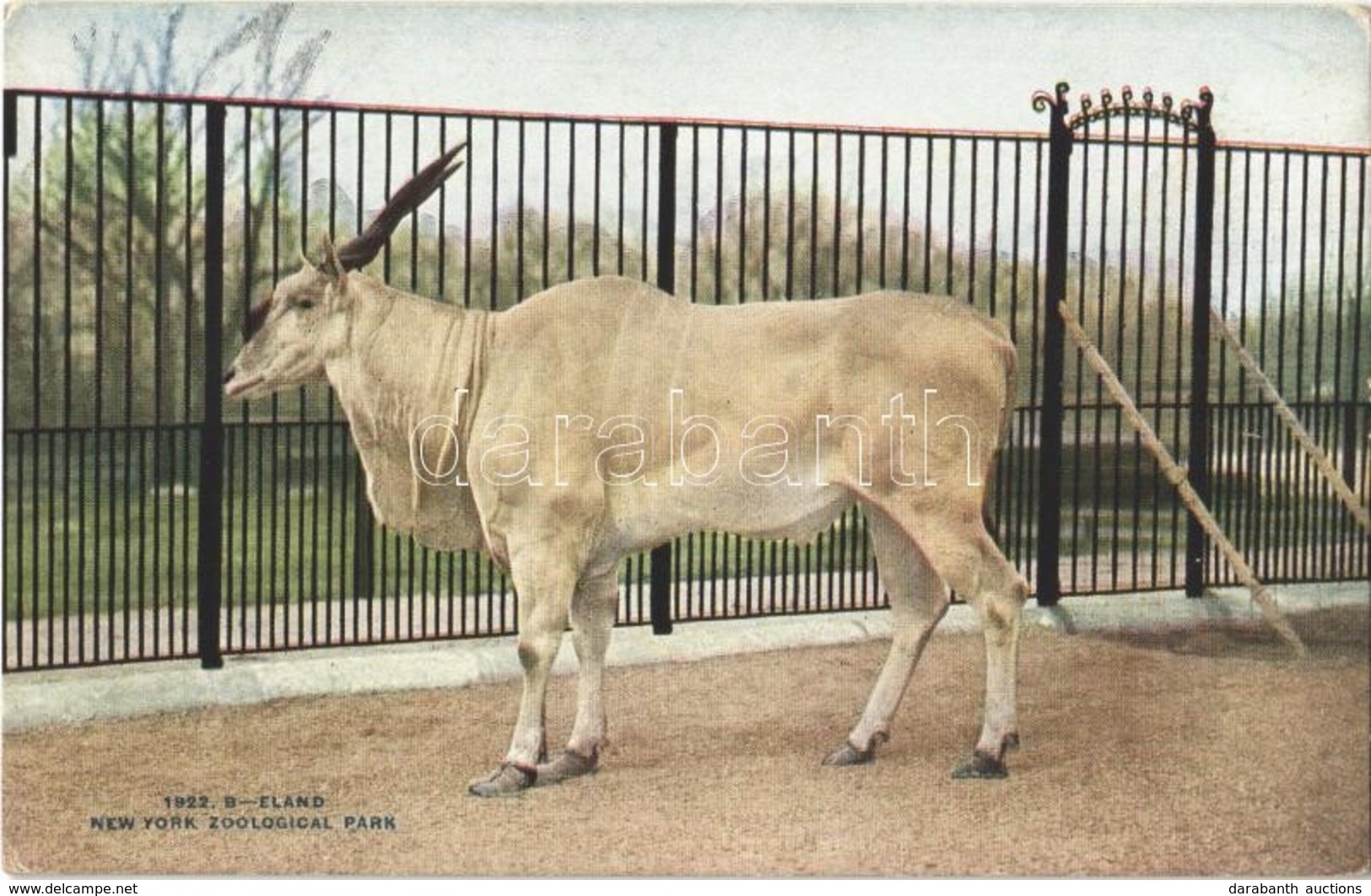 ** T2 New York City, New York Zoological Park, Eland - Other & Unclassified